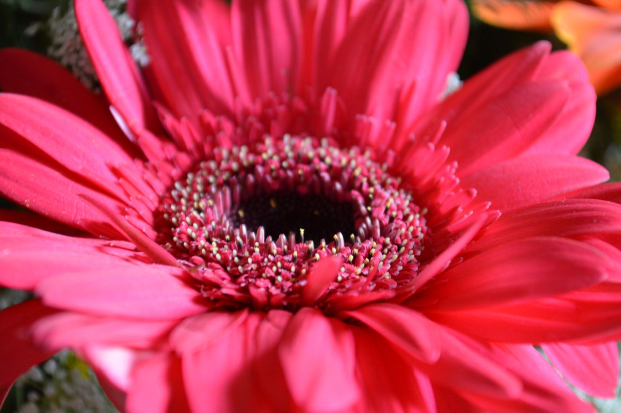 Red Daisy Beautiful Stock Free