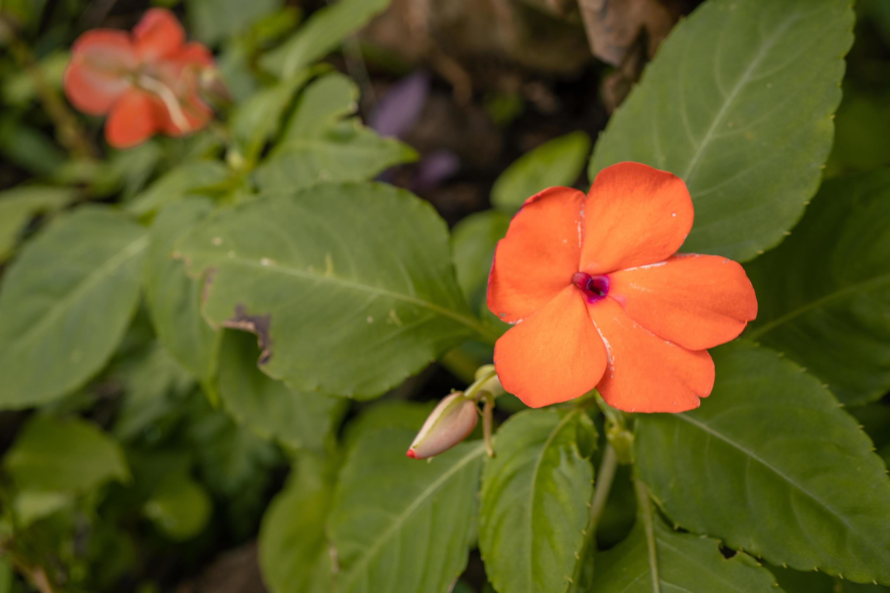 Orange wild flower blossom when springtime. The photo is suitable to use for flower background, traveler poster and botanical content media. Stock Free