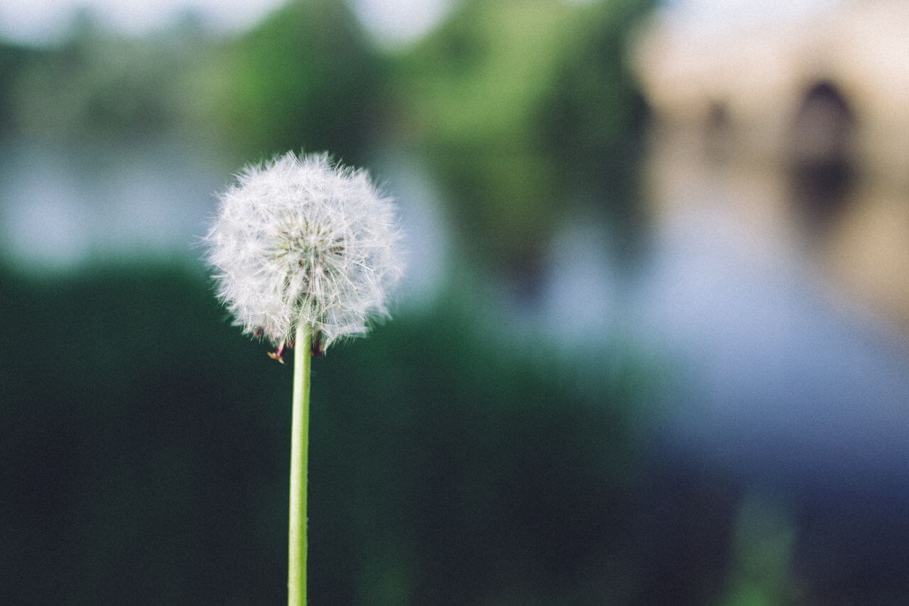 Dandelion in the Daytime Stock Free