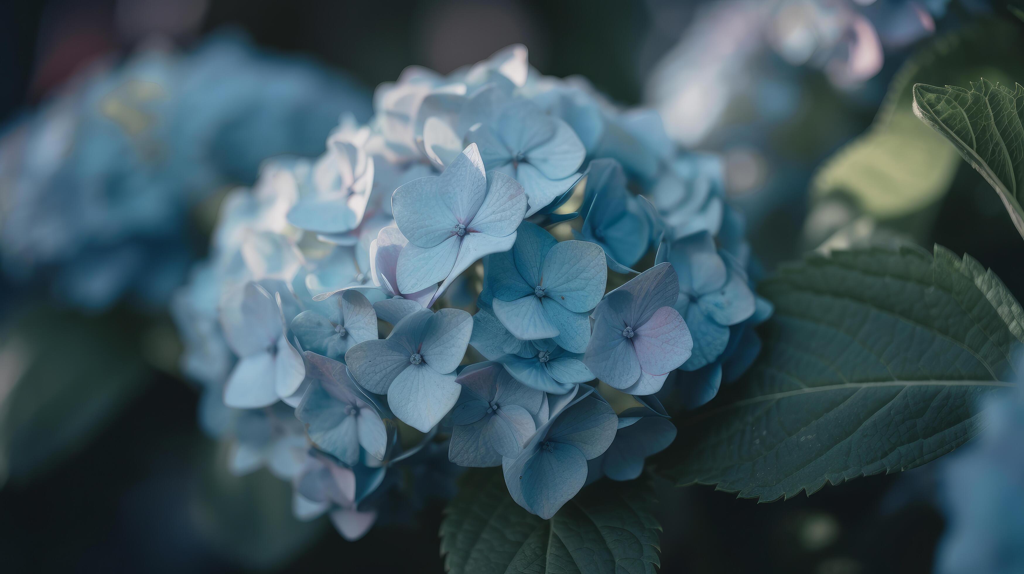 Hydrangea flower background. Illustration Stock Free