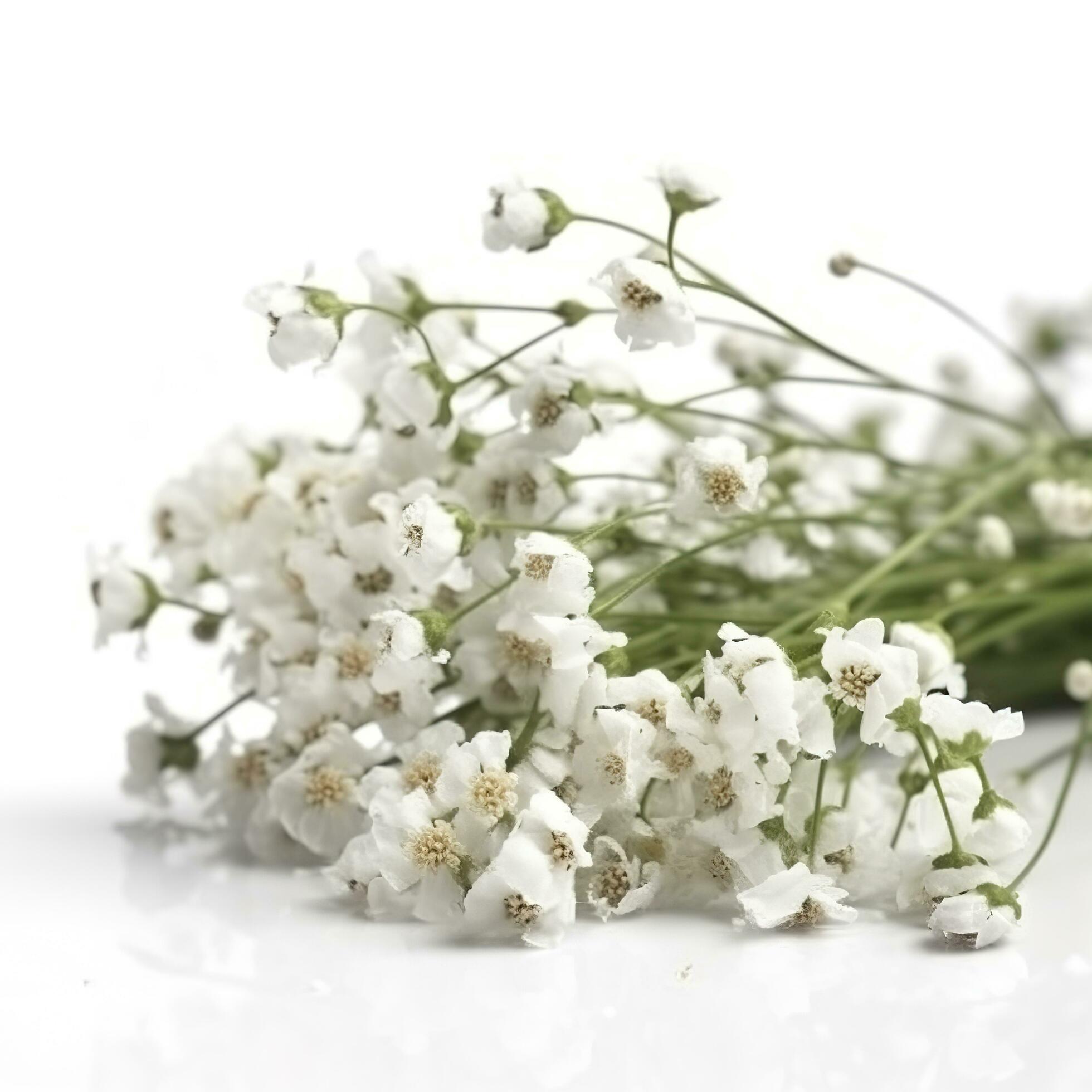 Gypsophila flowers isolated on white background, generate ai Stock Free