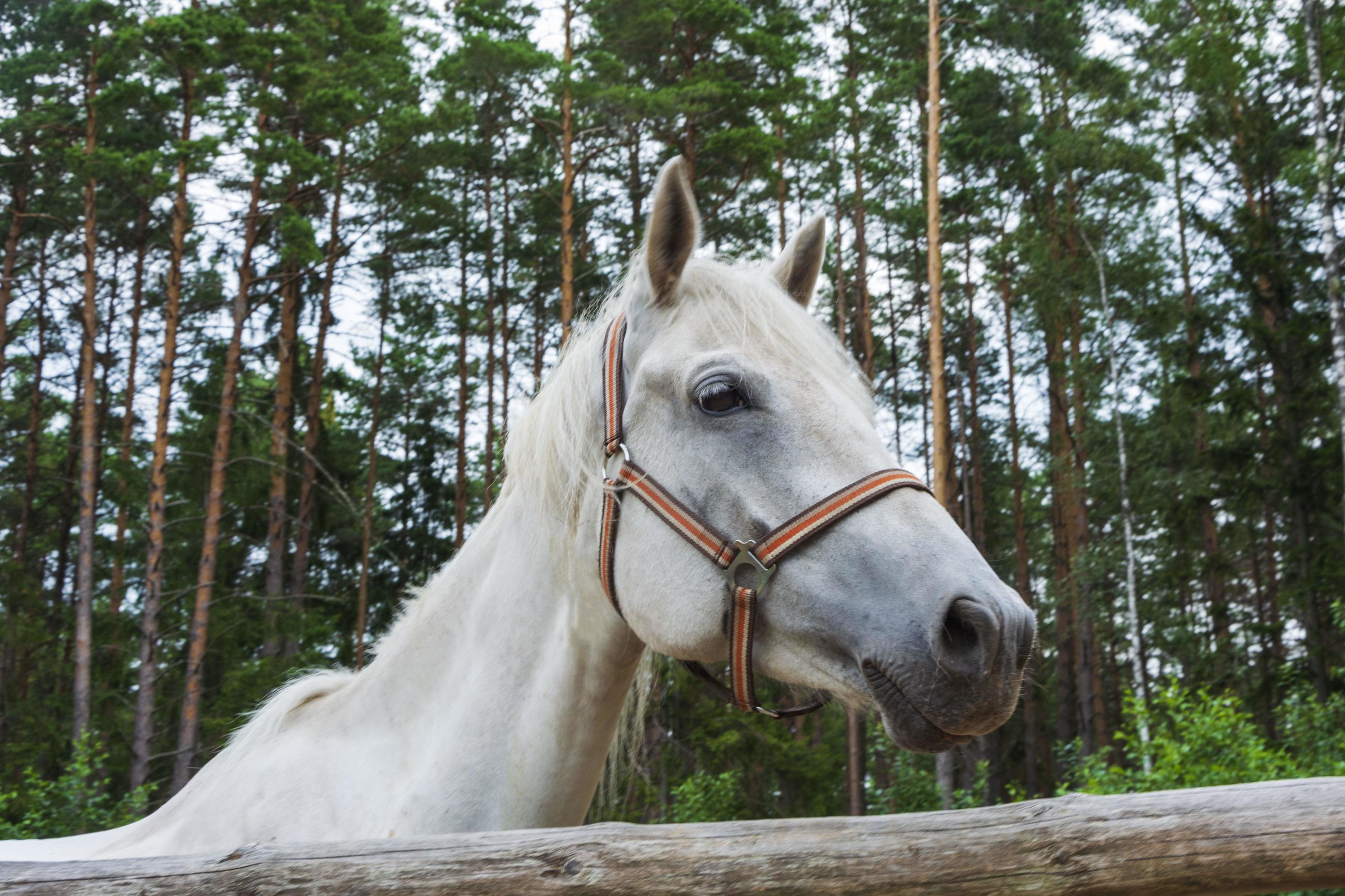 A beautiful white horse head, a charming pet. For lifestyle design, care and communication with pets Stock Free