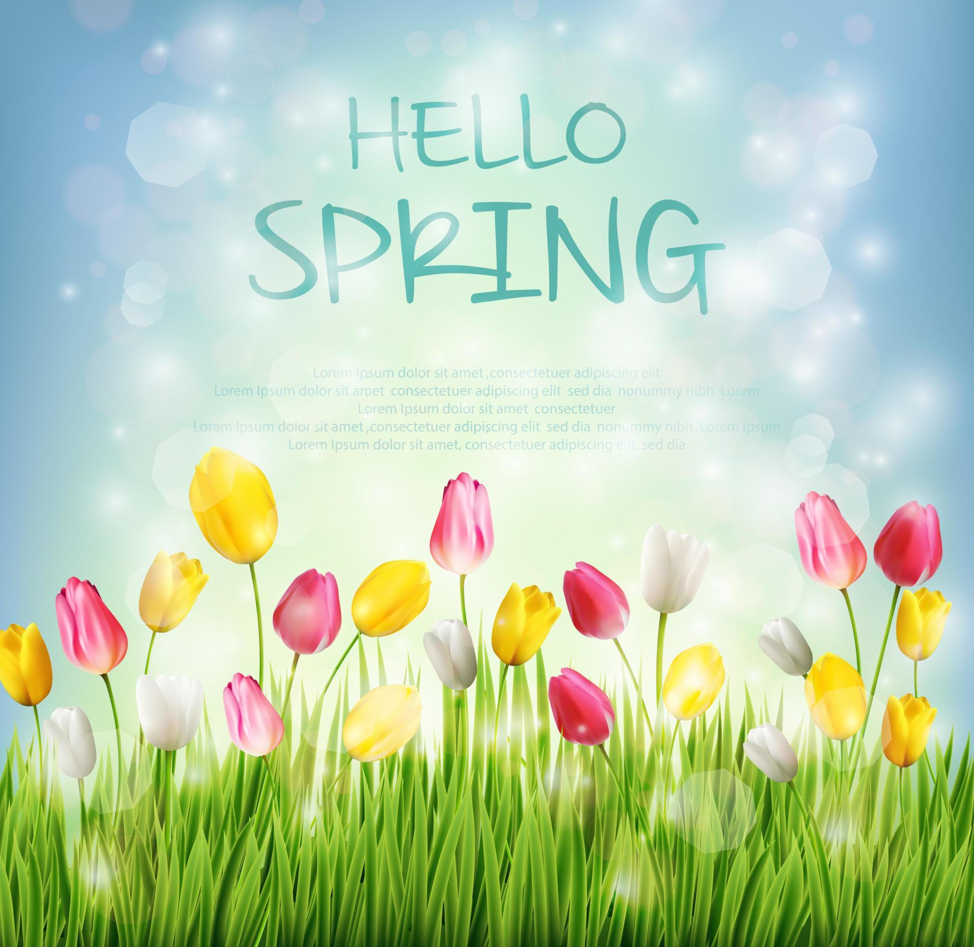 Vector illustration of Hello spring with tulip flower on blurred background Stock Free