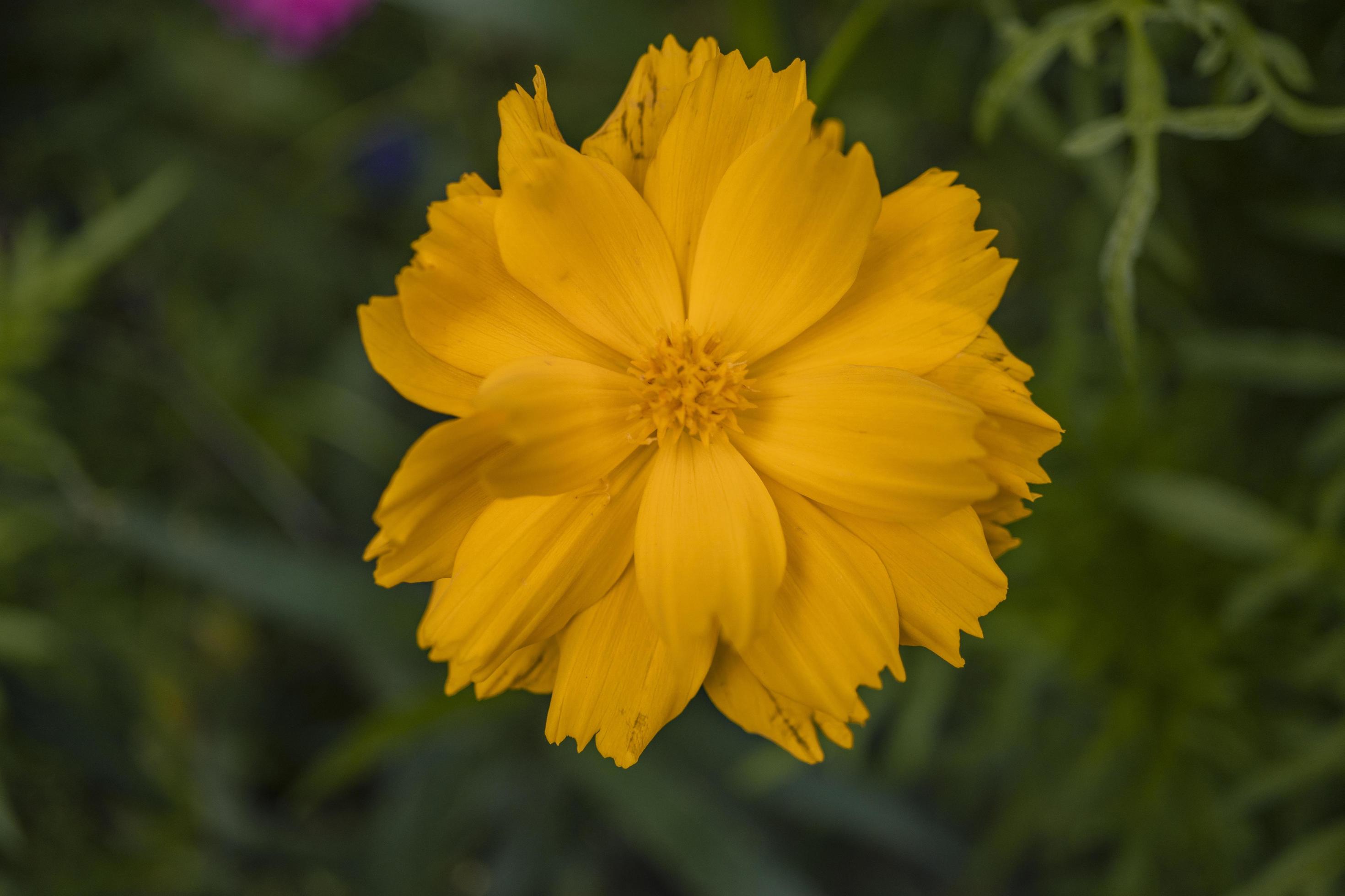 Close up photo of yellow cosmos flower when spring season. Stock Free