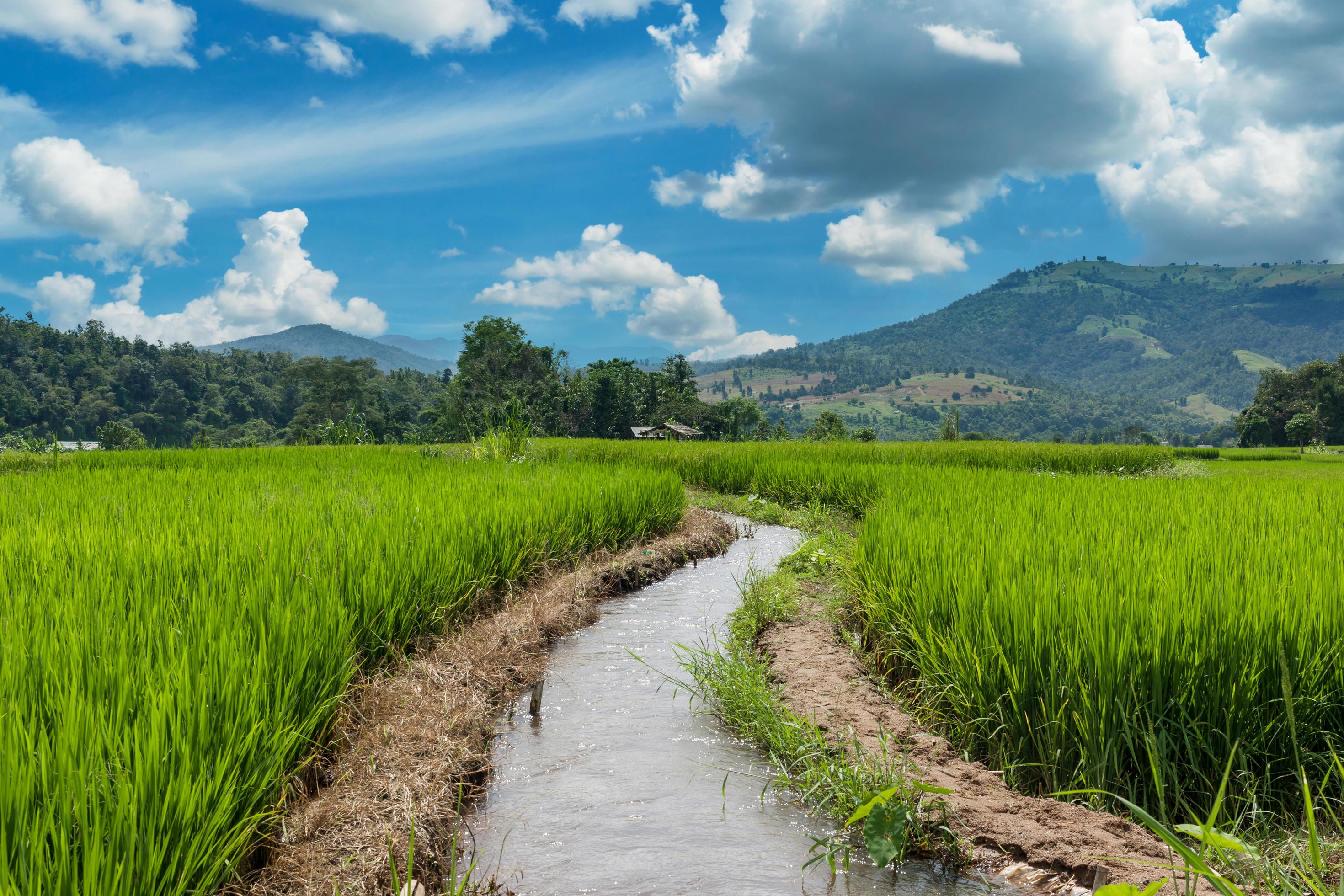 Terraced Paddy Field in Chaingmai Province , Thailand Stock Free