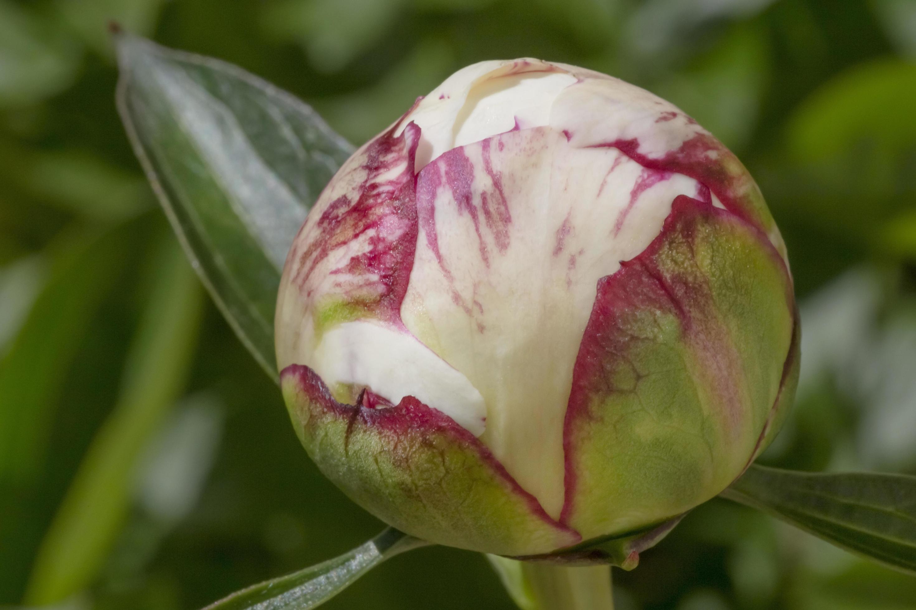 close up of closed peony flower Stock Free