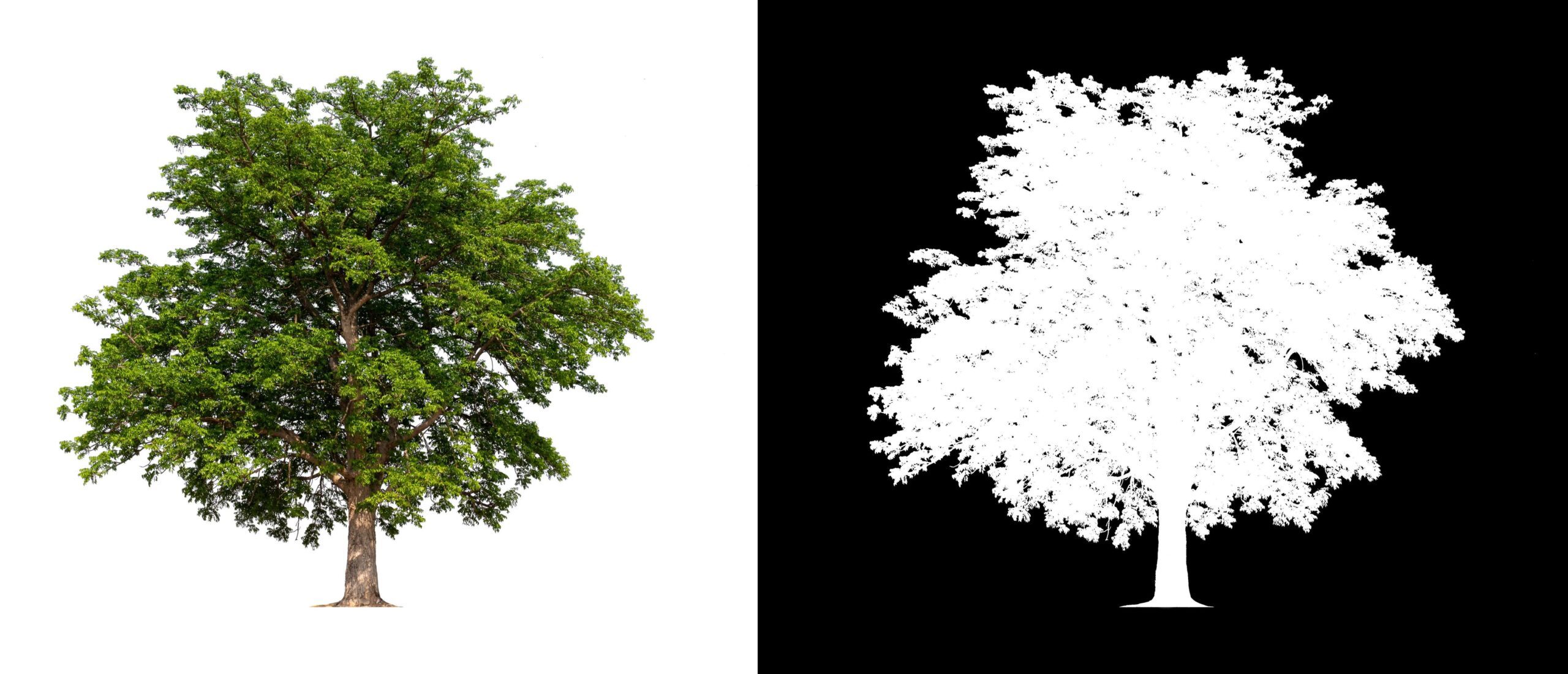 isolated tree on white background with clipping path Free Photo