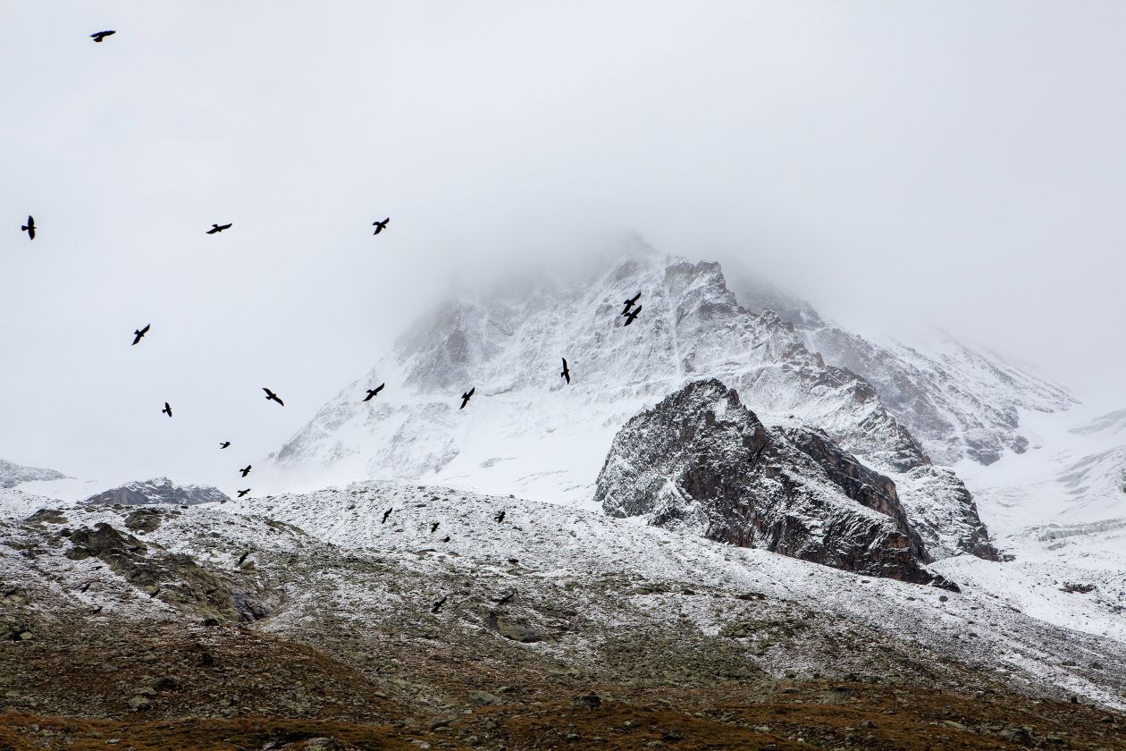 Mountains Snow Birds White Black Grey Fog Stock Free