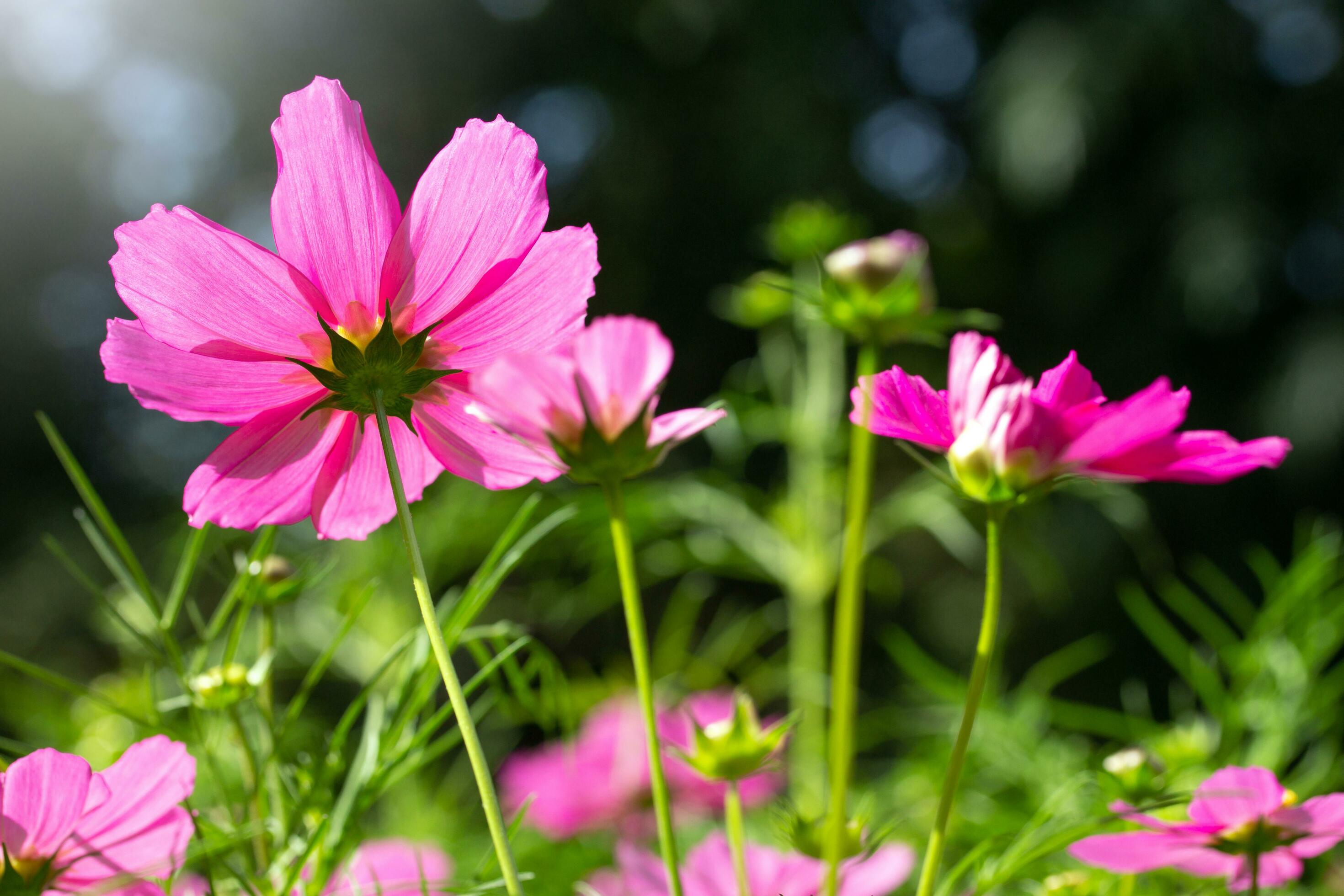 Pink cosmos flowers in the garden Stock Free