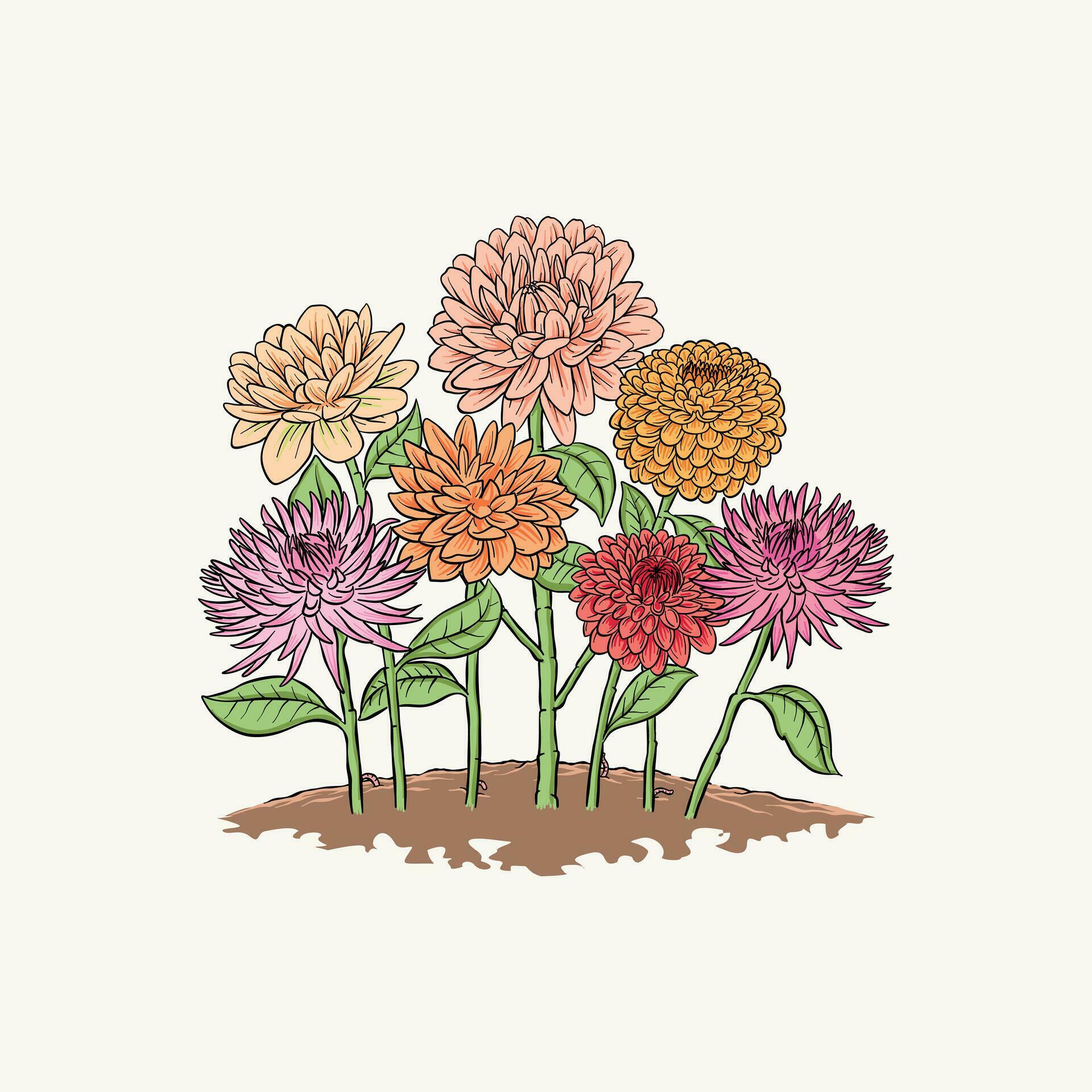 Vector dahlias. Botanical vector vintage illustration. Design elements. various flower colors and types of dahlia flowers Stock Free