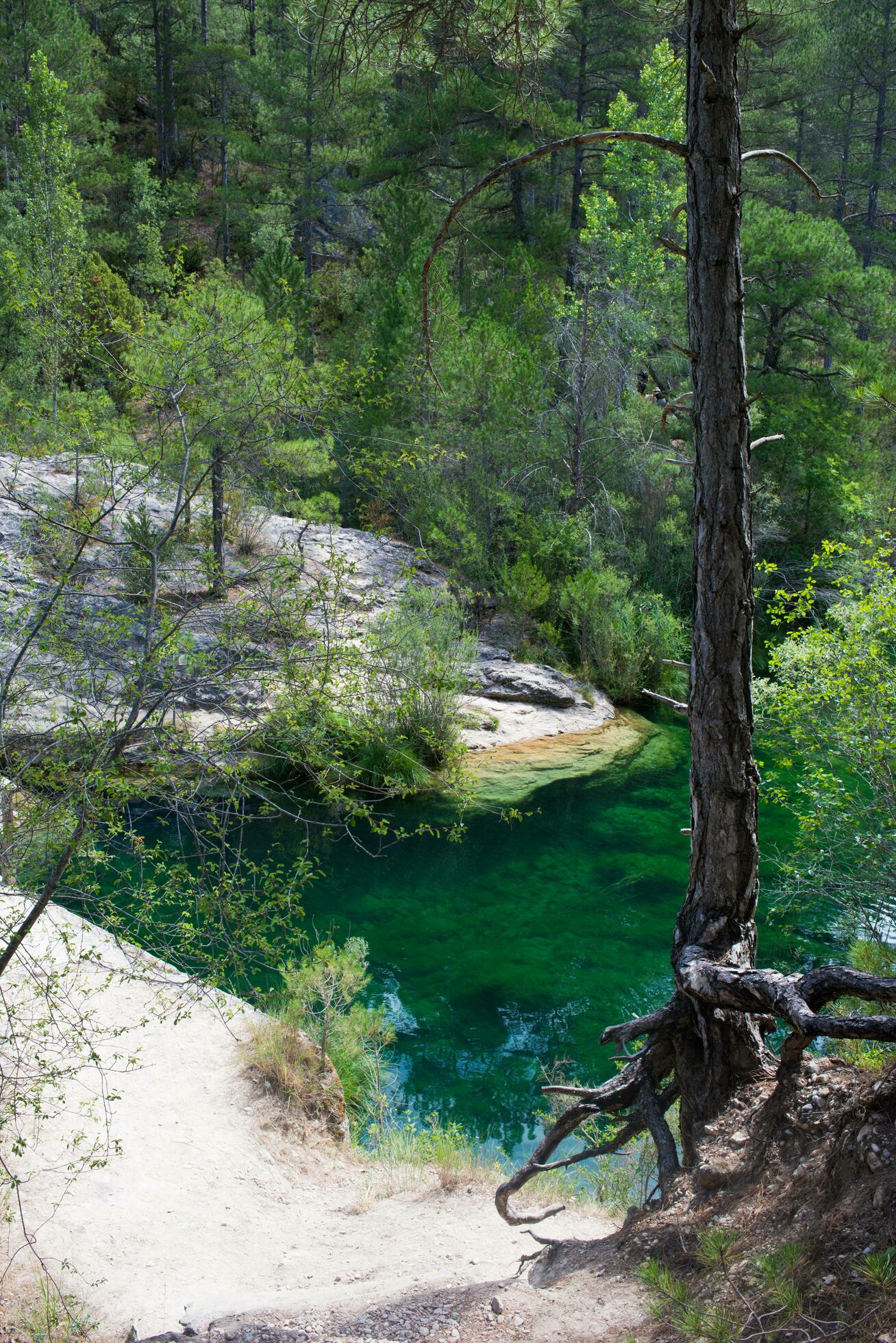 Landscape in a forest with a river, and a tree with many roots out. Stock Free