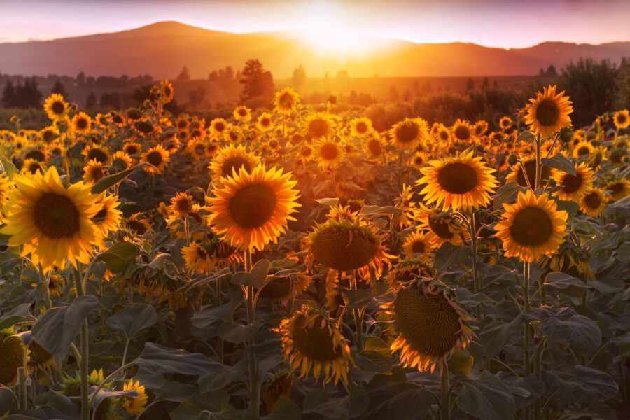 Sunflowers Sun Landscape Free Stock HD Photo