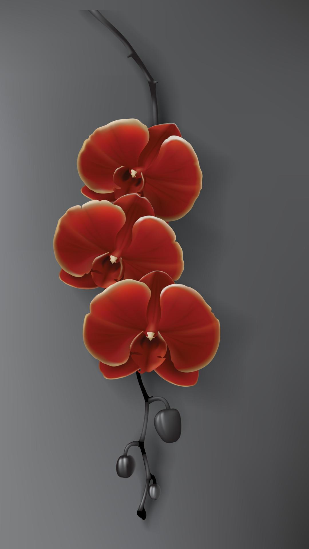 Tropical black, red and gold orchid flower on dark Stock Free