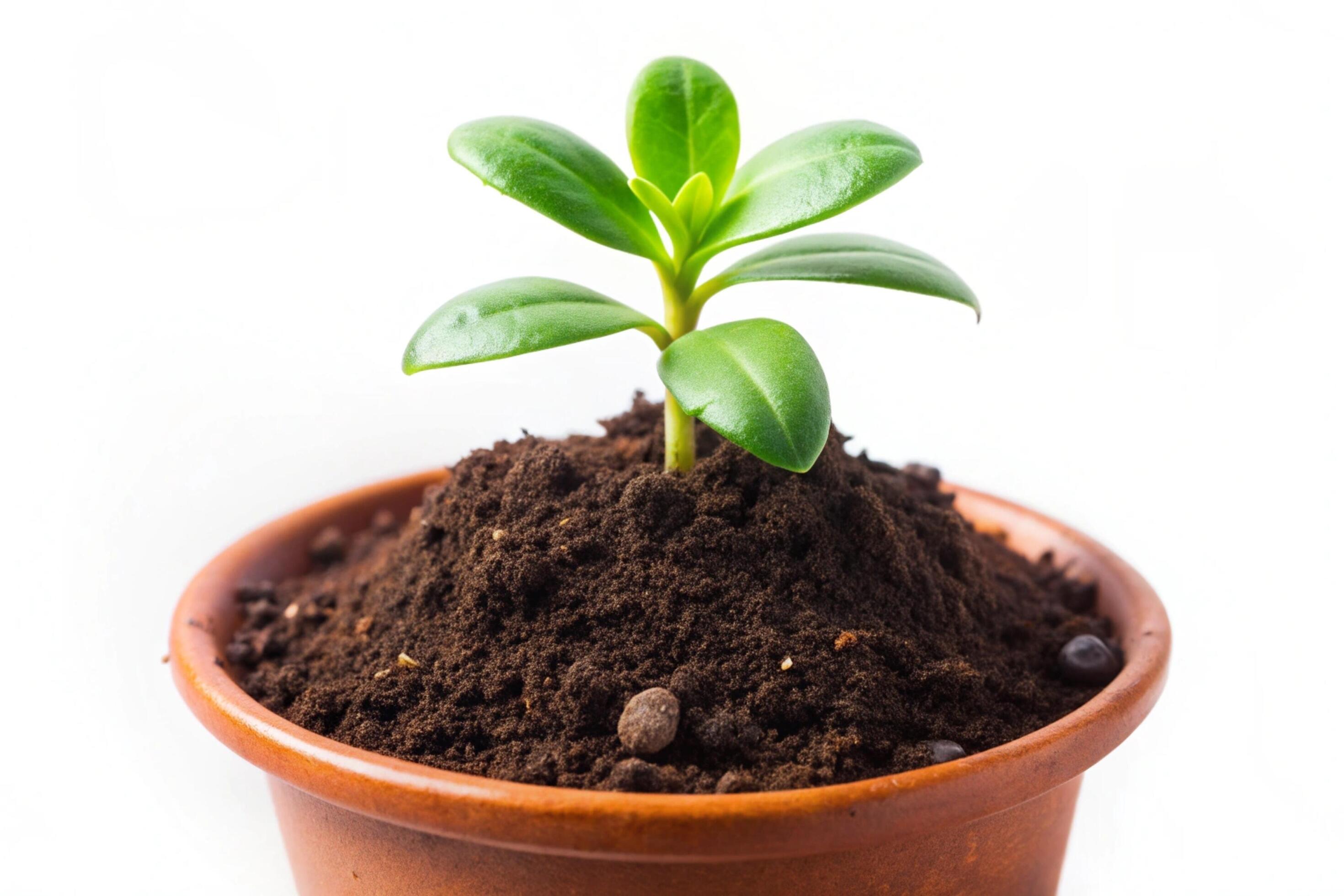 Small plant isolated on white background Stock Free