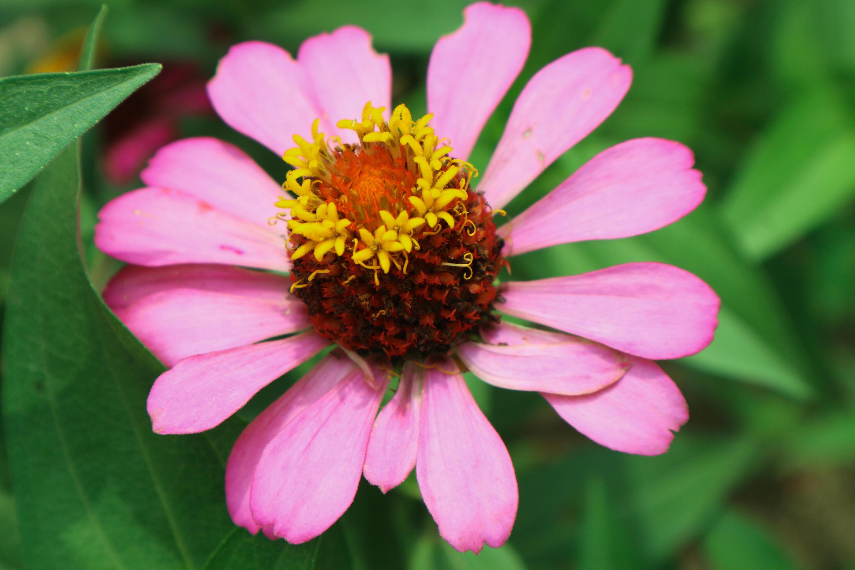 Pink Flower of Peruvian Zinnia , Wild Zinnia Plant or Zinnia Peruviana, Member of the Asteraceae Family Stock Free