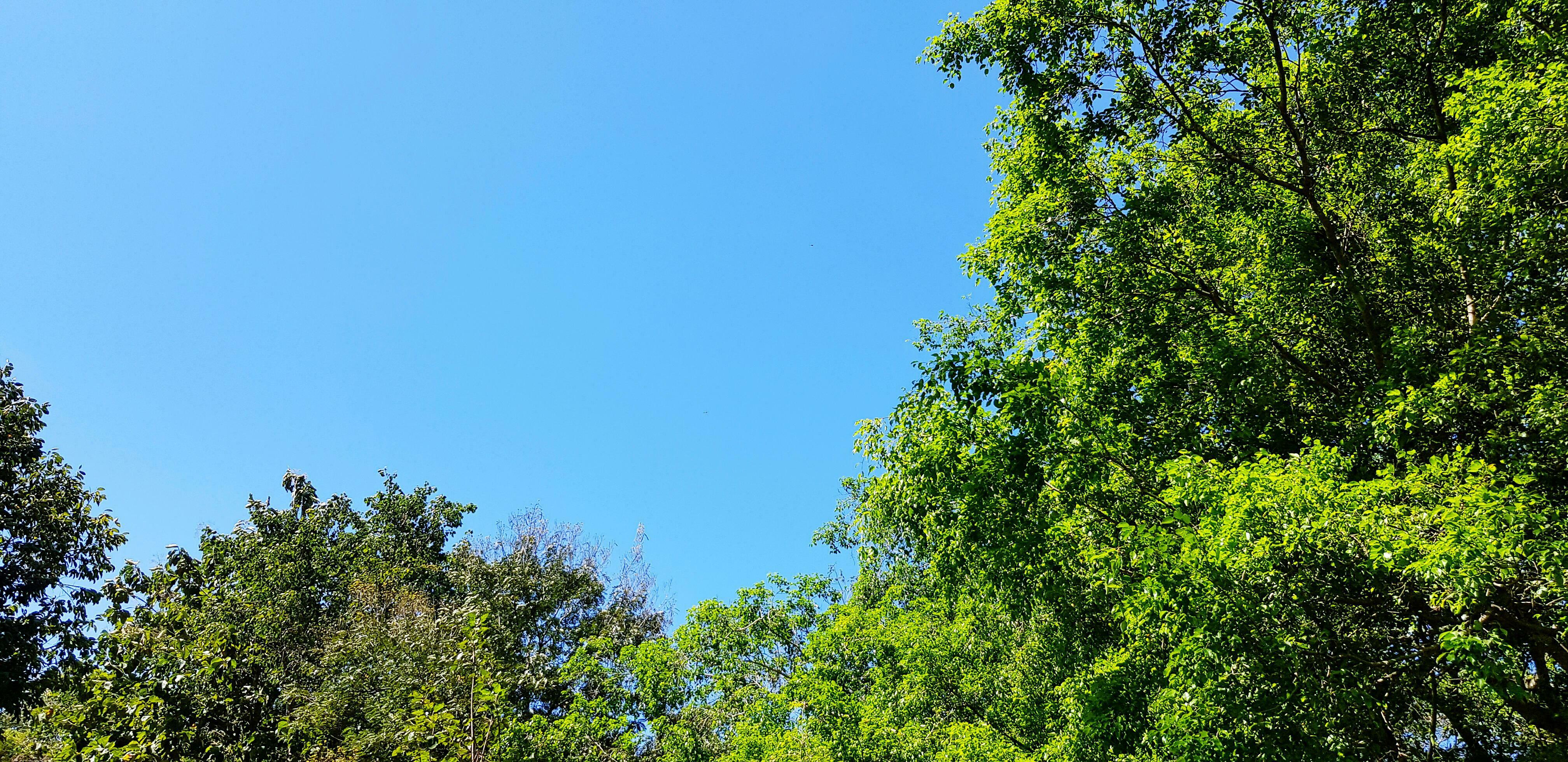 Big green tree branch and leaves with clear blue sky background with copy space. Beauty of nature, Natural wallpaper and plant growing concept Stock Free