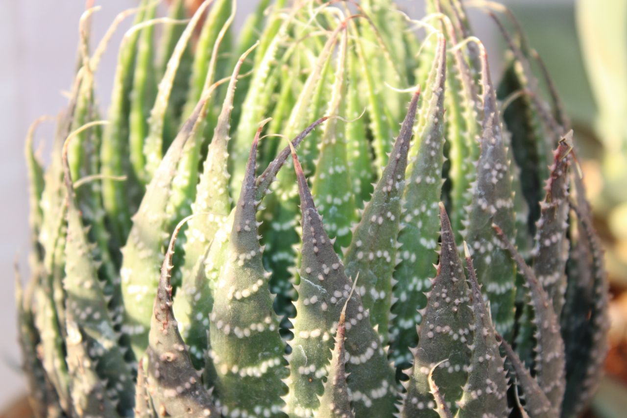 Thorny Plant Cactus Stock Free