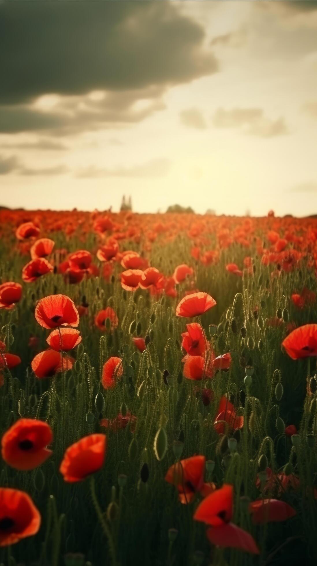 Poppy flower background for Anzac day. Illustration Stock Free