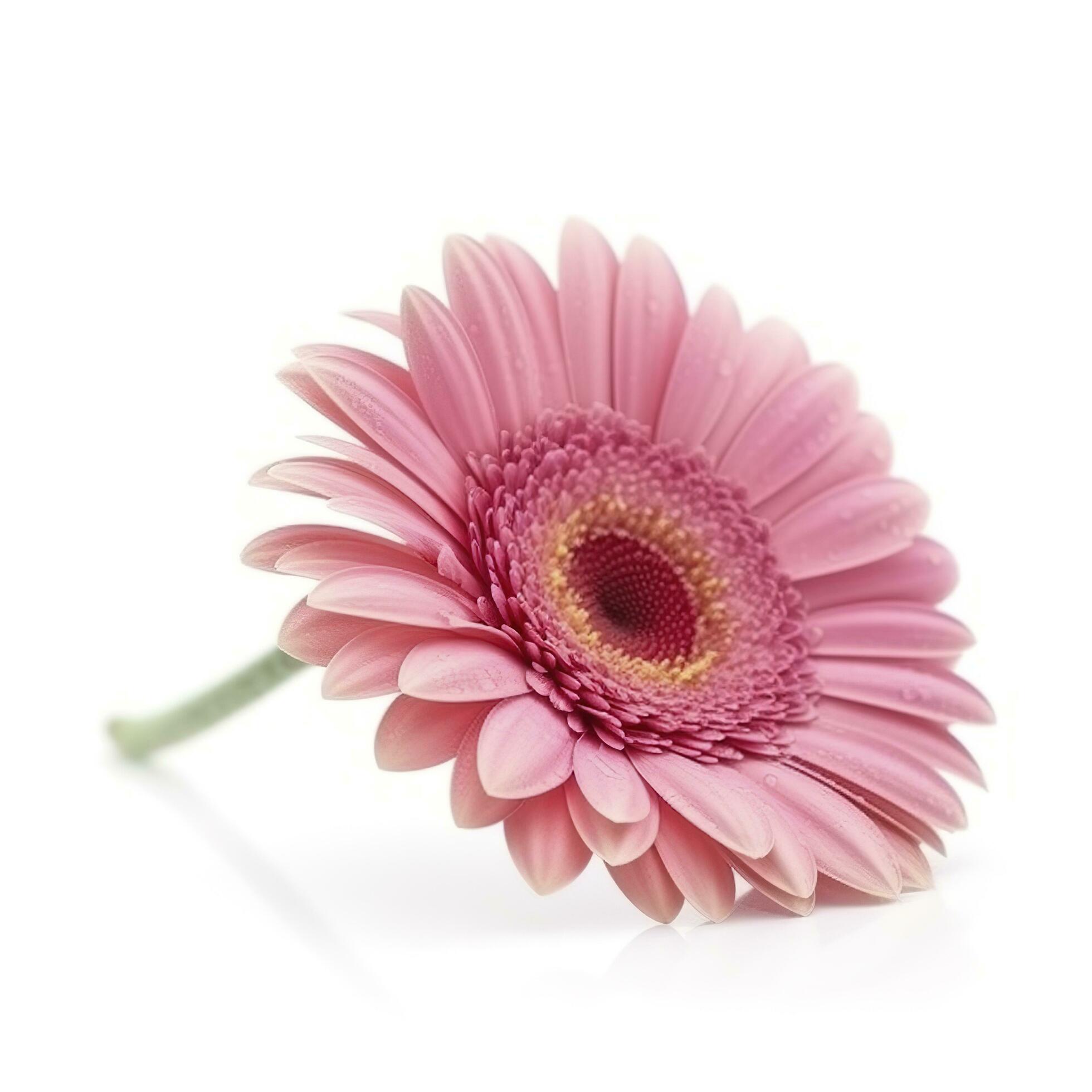 Pink gerbera flower isolated on white background, generate ai Stock Free