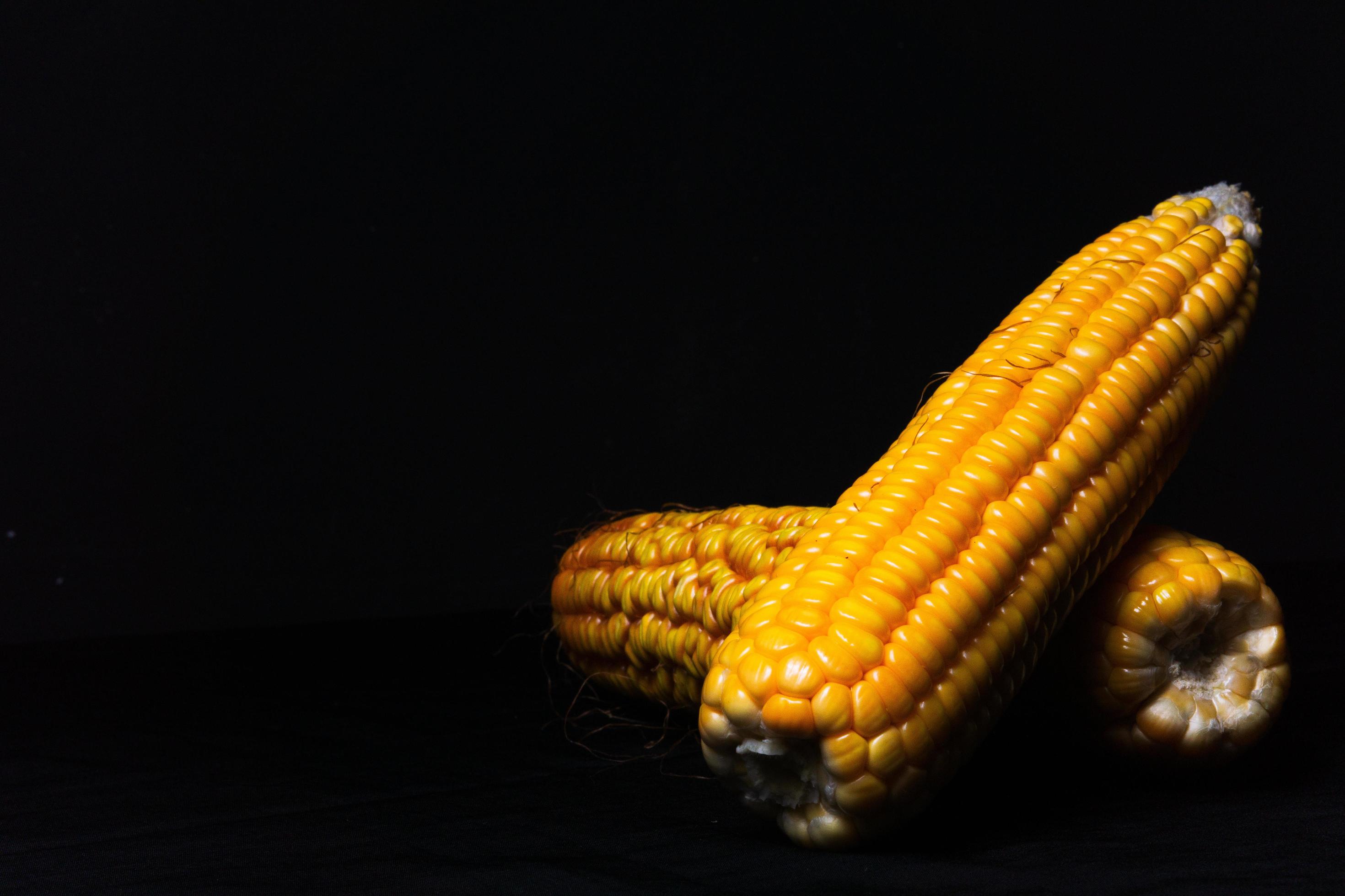 Photo of fresh corn cobs on black background. Suitable for menu design background of healthy food, organic food, and agricultural products for vegans. Stock Free