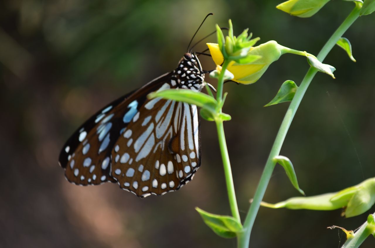 Blue Tiger Butterfly Flower Stock Free