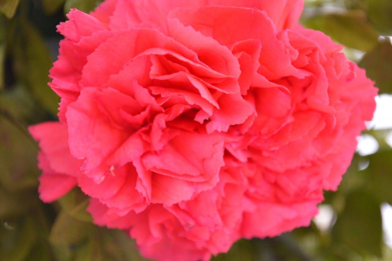 Red Pink Carnation Flower Stock Free