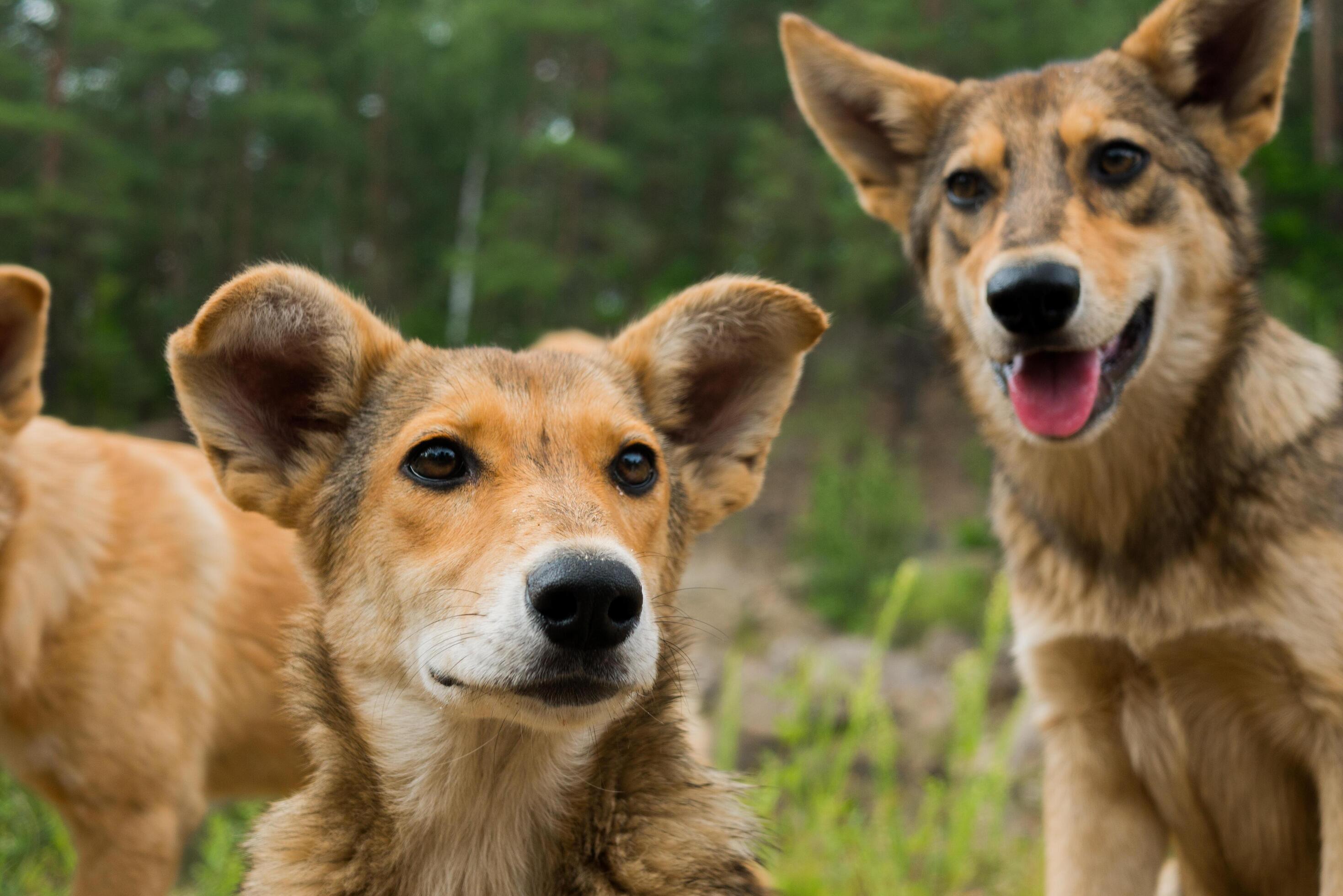 Pack of young dogs are together outdoors. Family, a group of dogs of the same breed on a walk in the forest. Stock Free