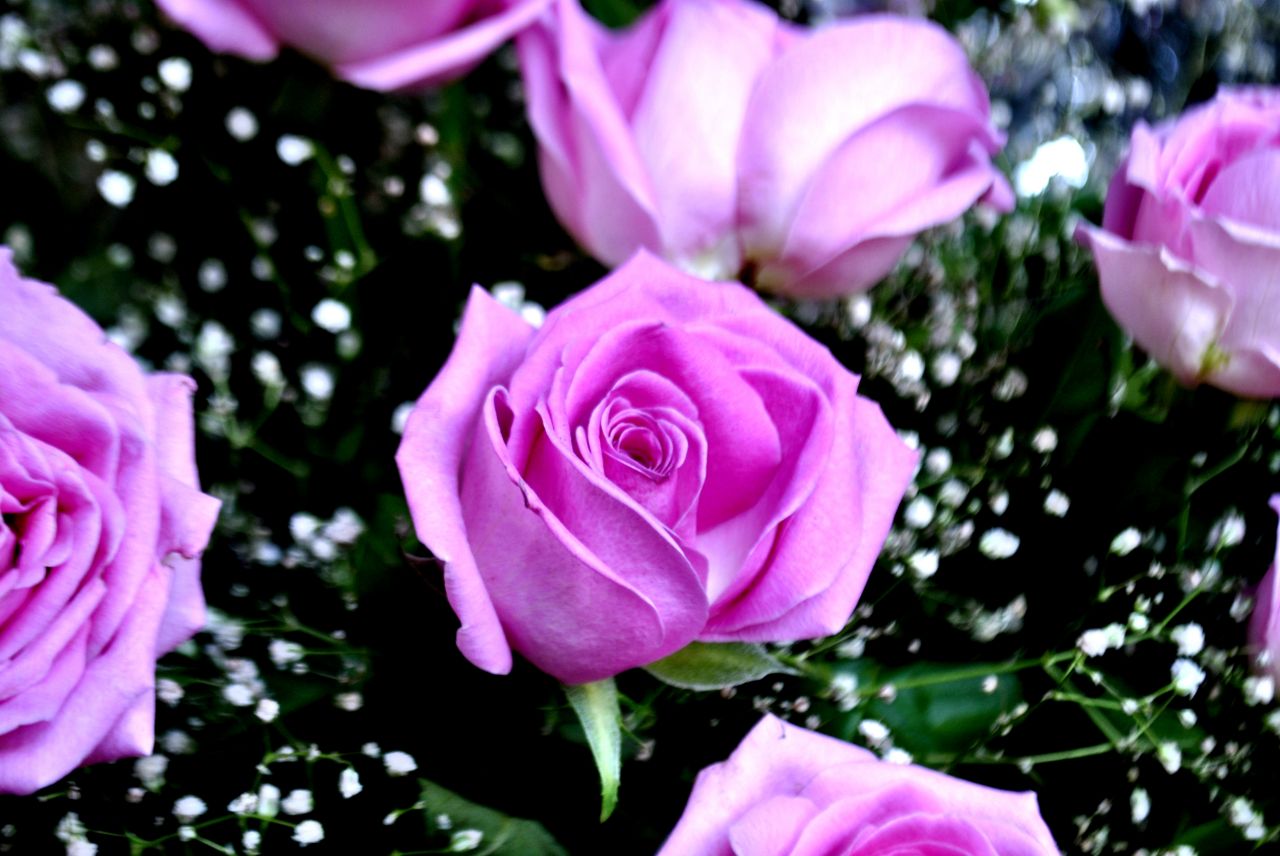 Beautiful Pink Rose Stock Free