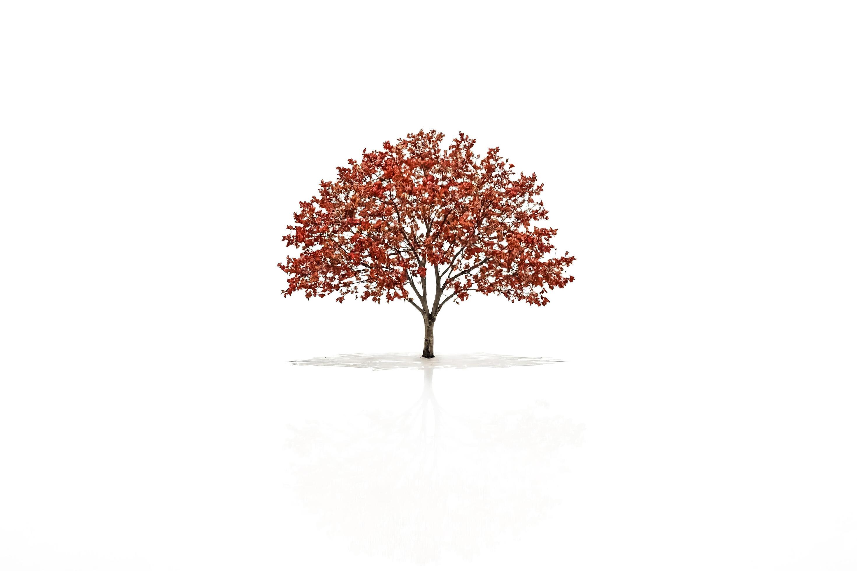 Single Red Tree Isolated on White Background Stock Free