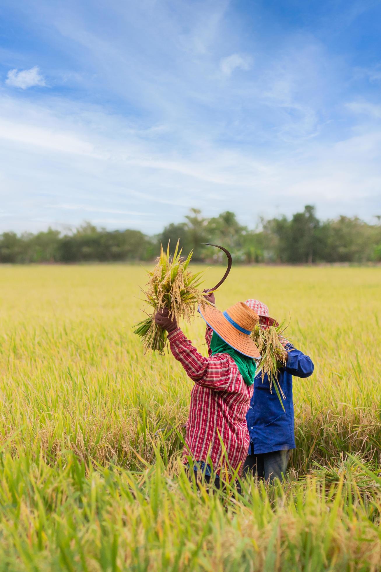 Two Asian farmers harvesting organic paddy rice in Thailand. Stock Free