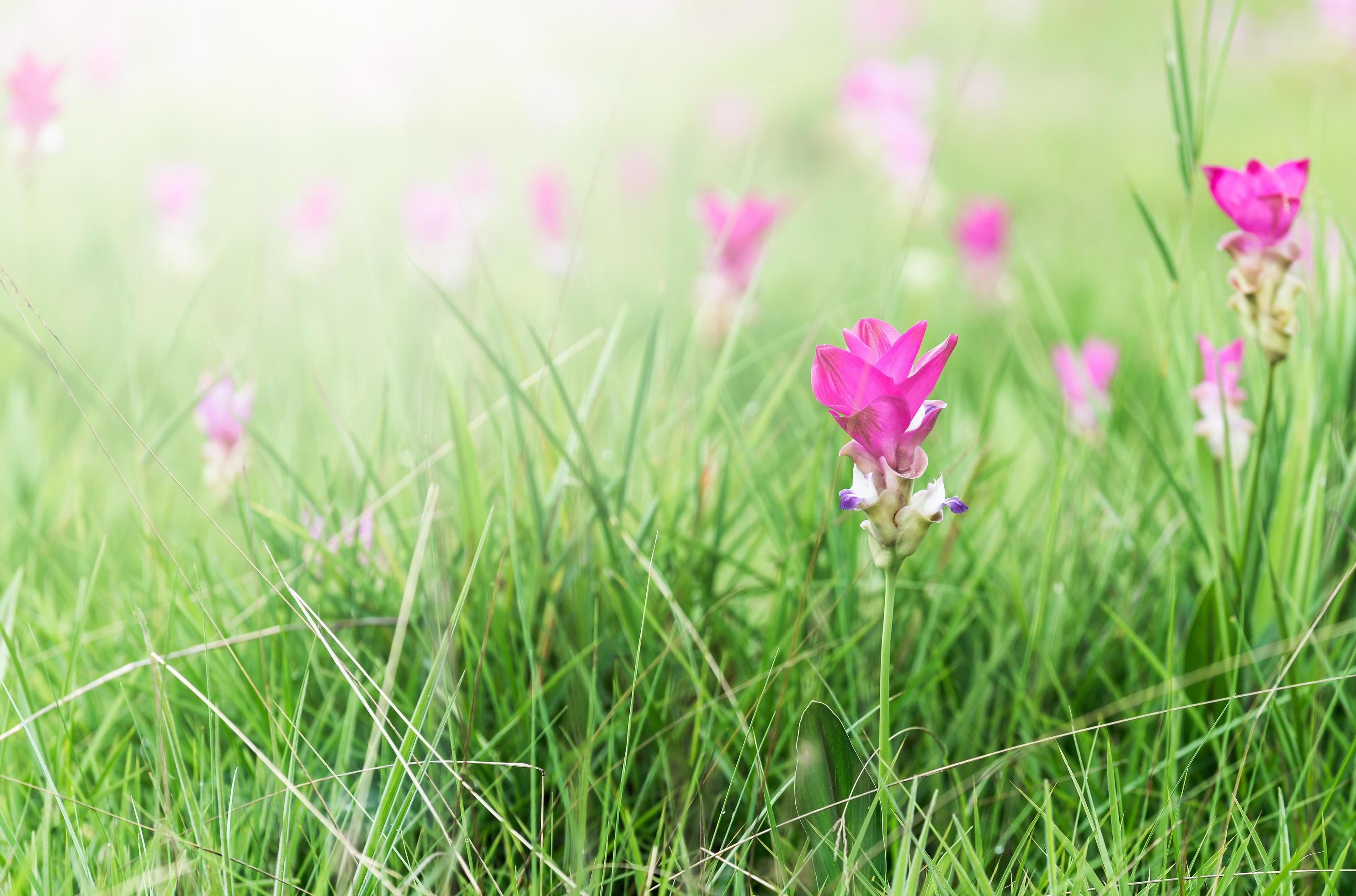 Siam tulips field, Curcuma alismatifolia flower blooming. Stock Free