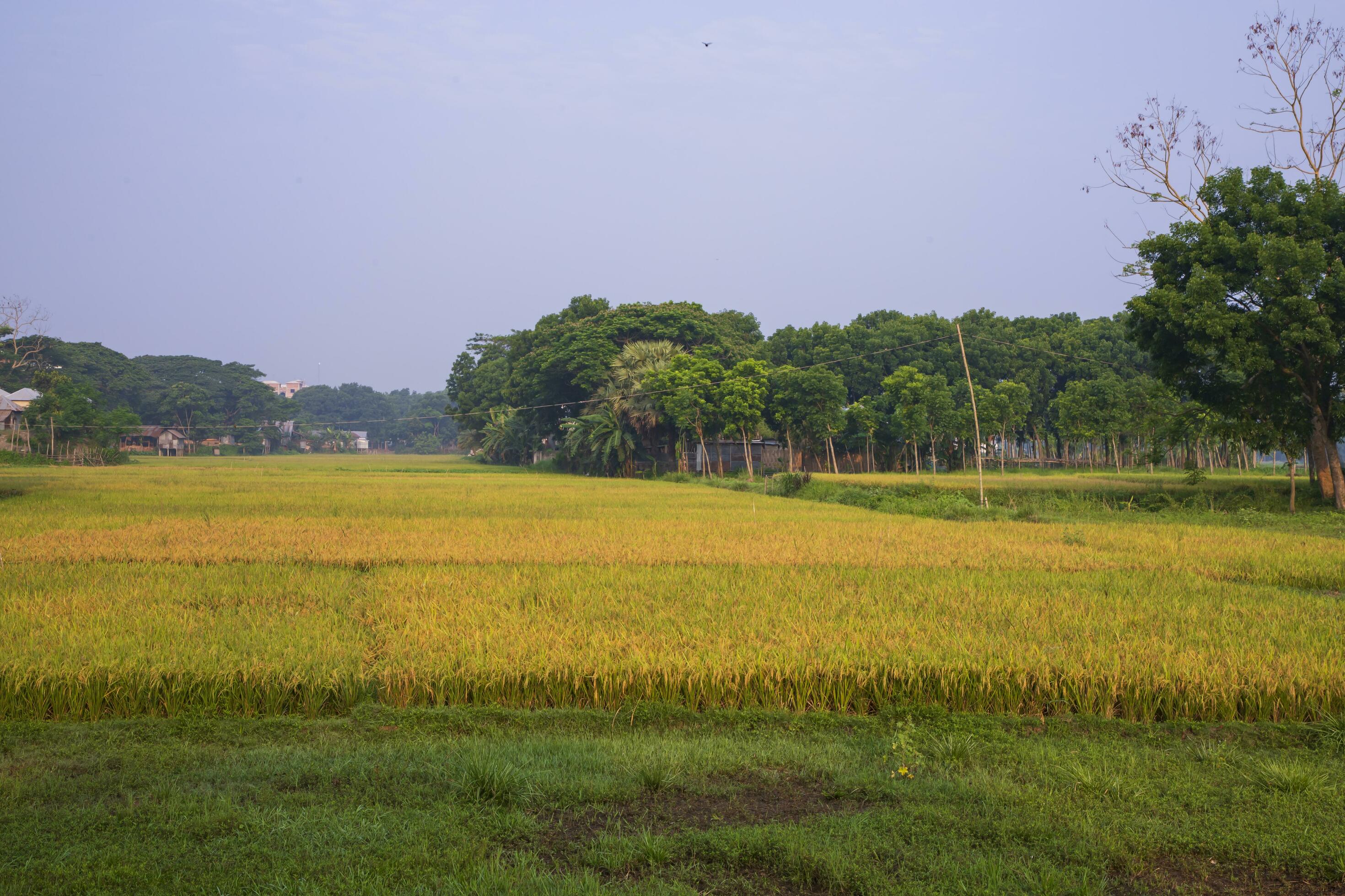 Natural landscape view of agriculture harvest Paddy rice field in Bangladesh Stock Free