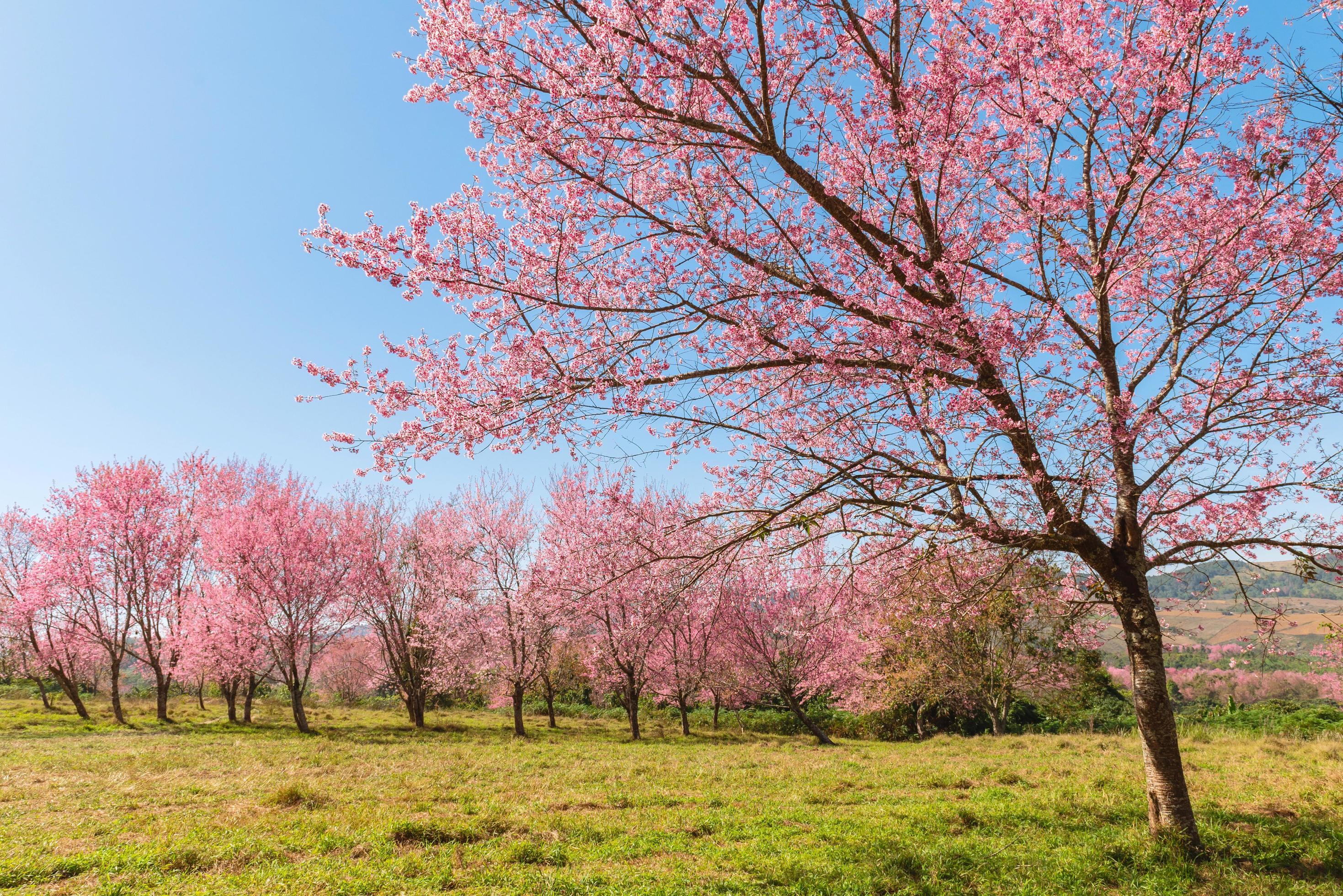 Branch wild Himalayan cherry flower blossom at phu lom lo mountain Thailand Stock Free