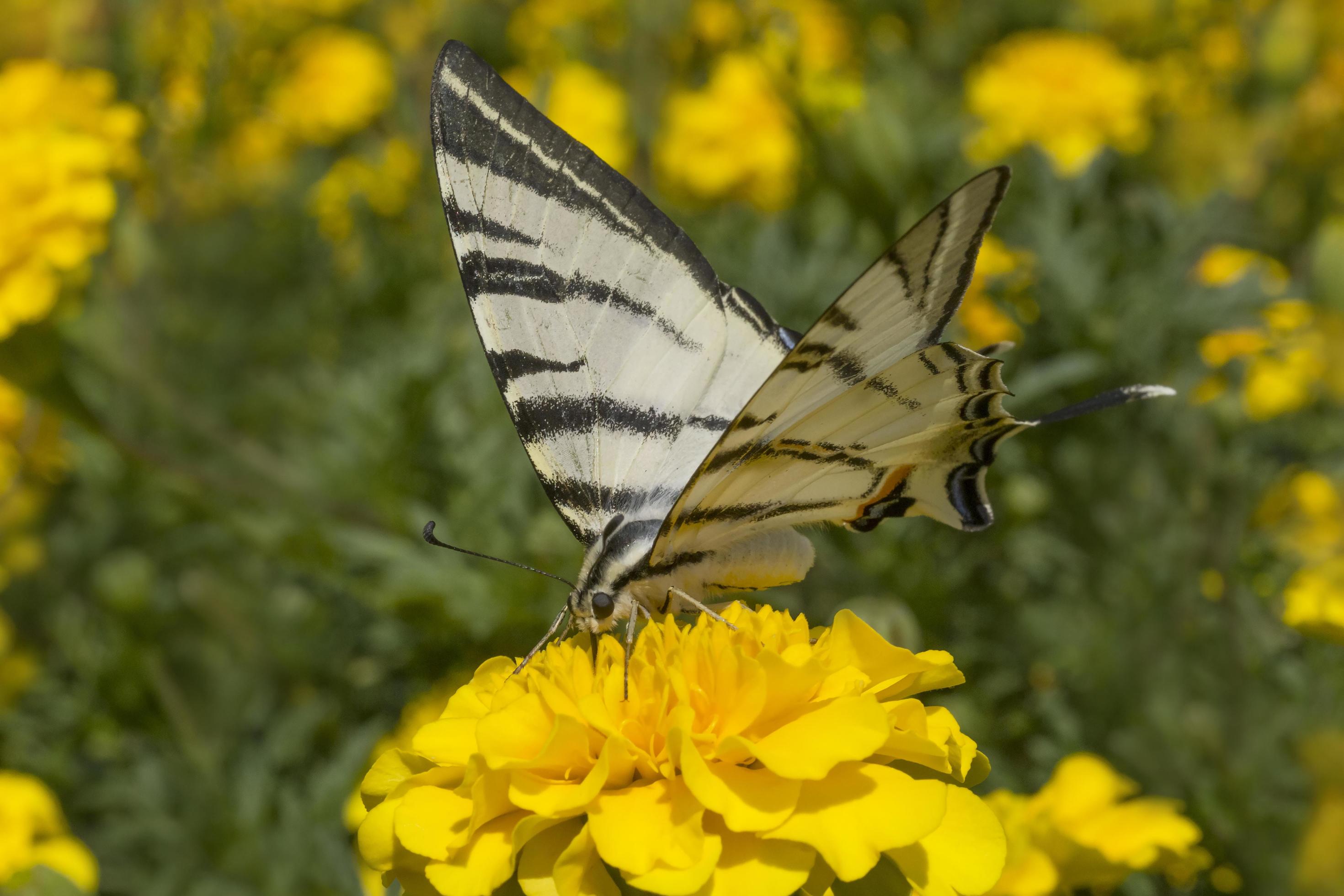 swallowtail butterfly sitting on yellow flower Stock Free