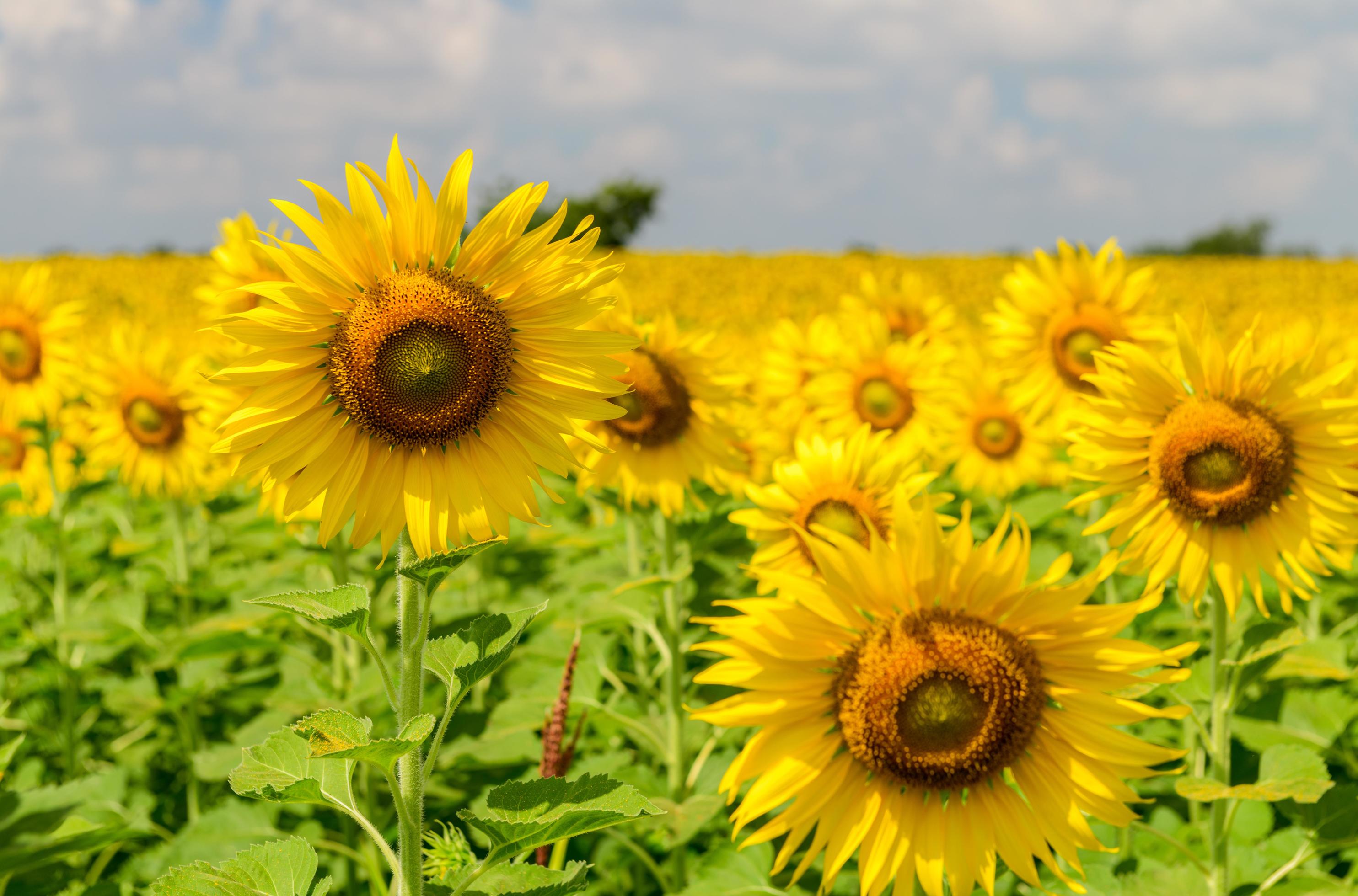 Beautiful sunflower flower blooming in sunflowers field on winter season, Stock Free