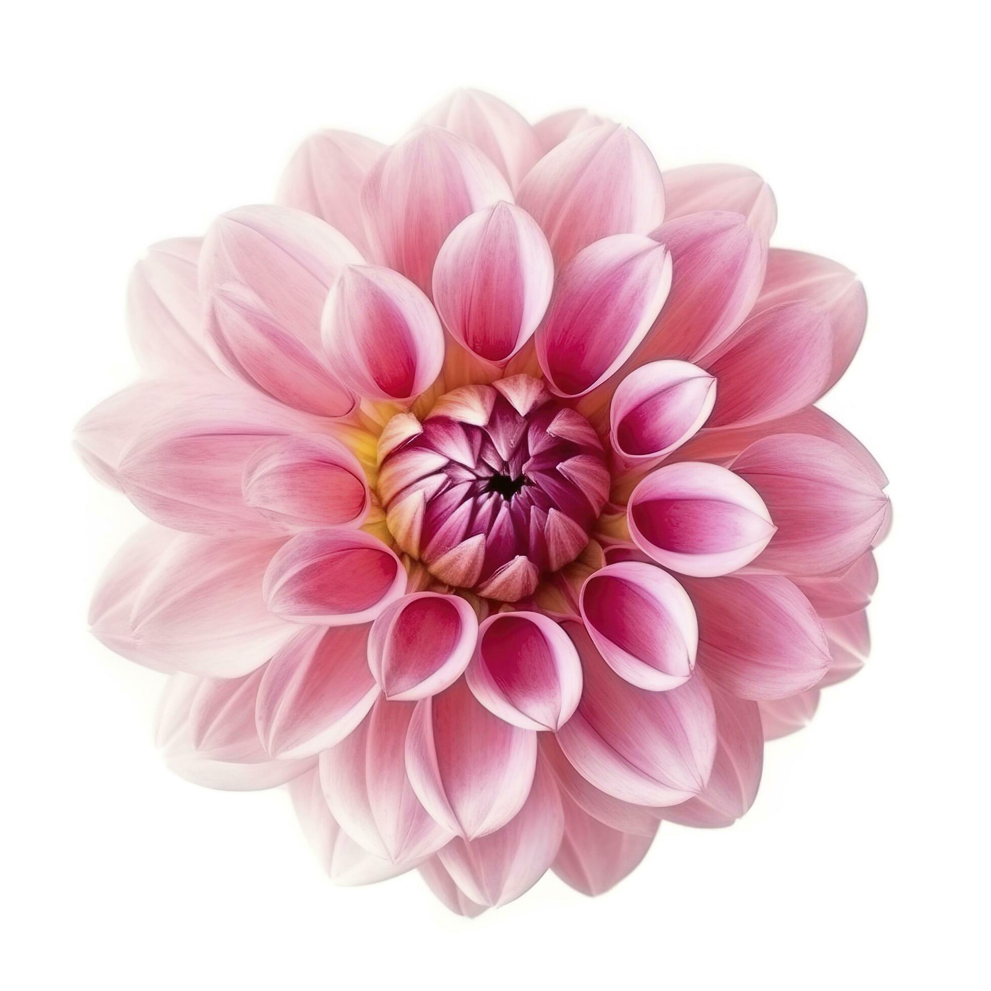 pink flower dahlia on a white background isolated with clipping path. Closeup. for design. Dahlia, generate ai Stock Free