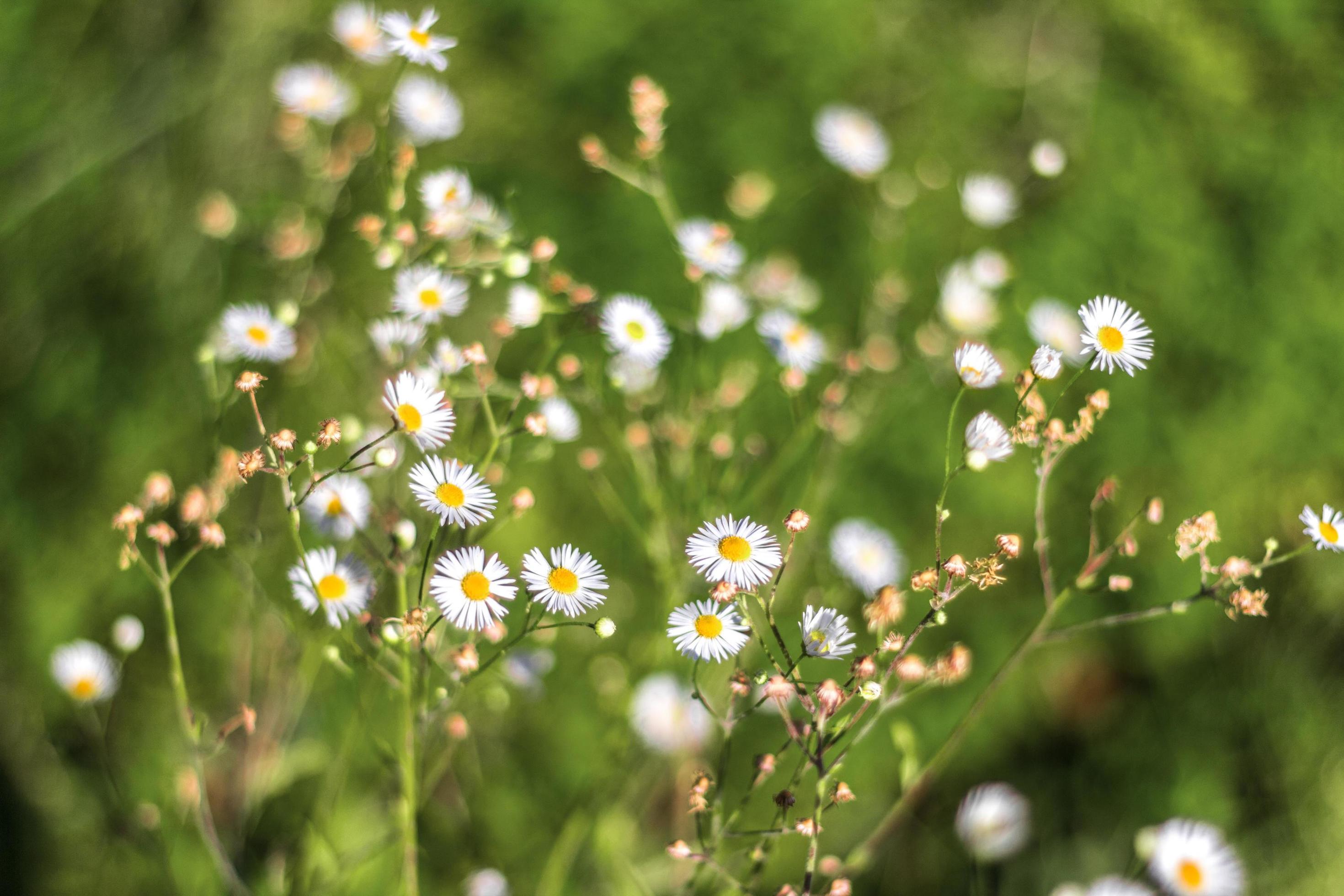 Wild chamomile flowers on a field. Stock Free