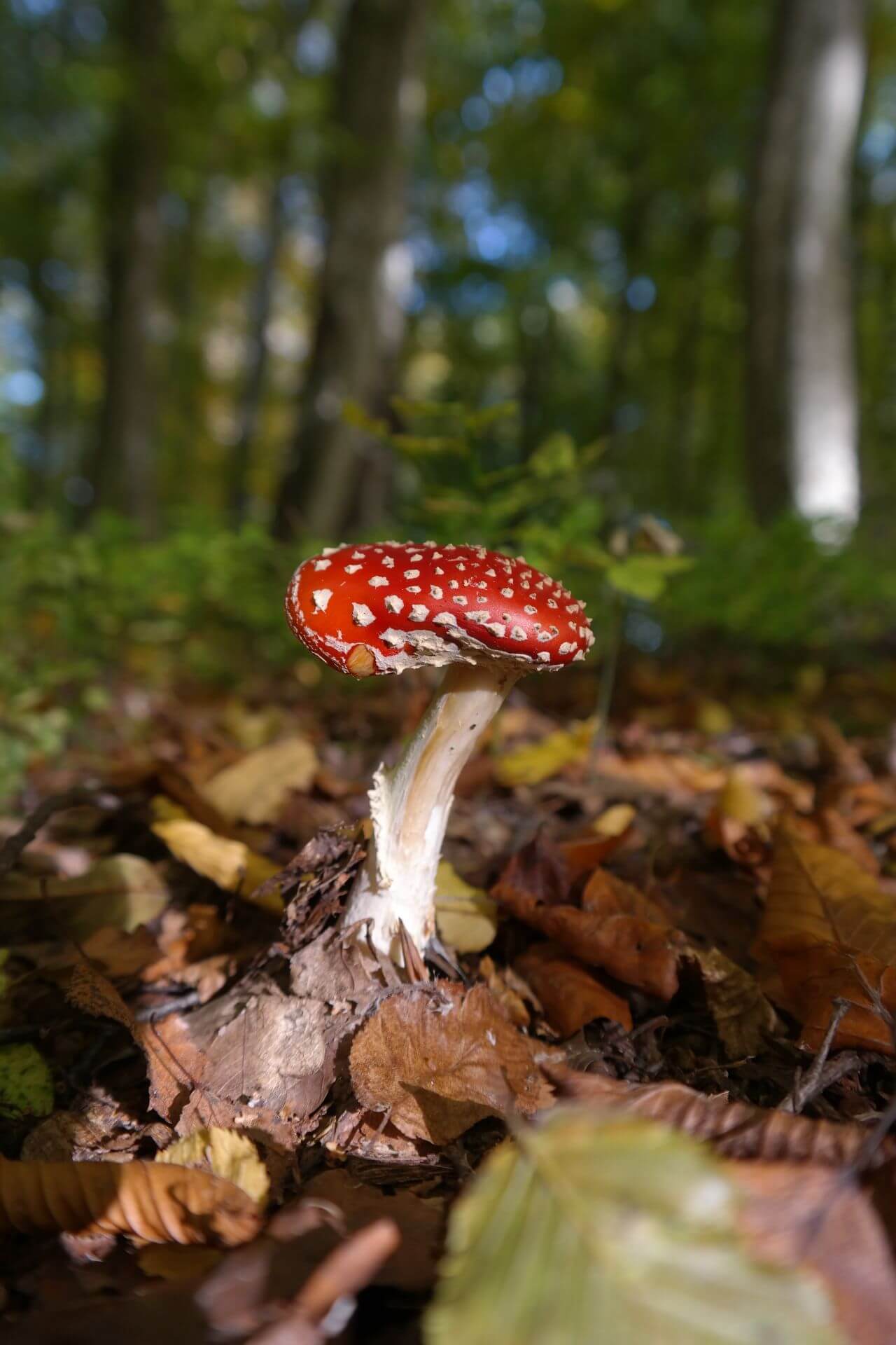 Amanita muscaria Stock Free