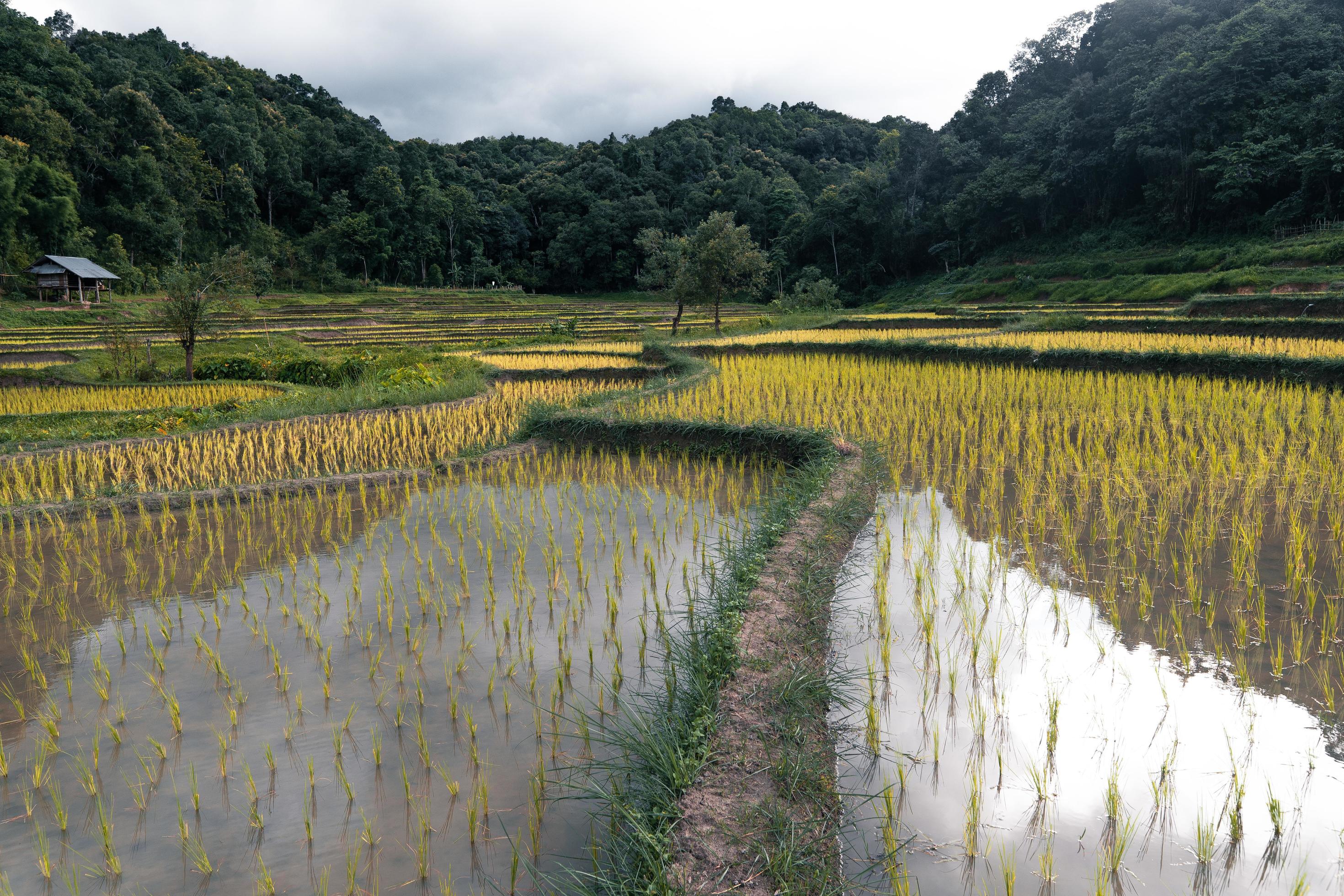 young rice plant in the field Stock Free