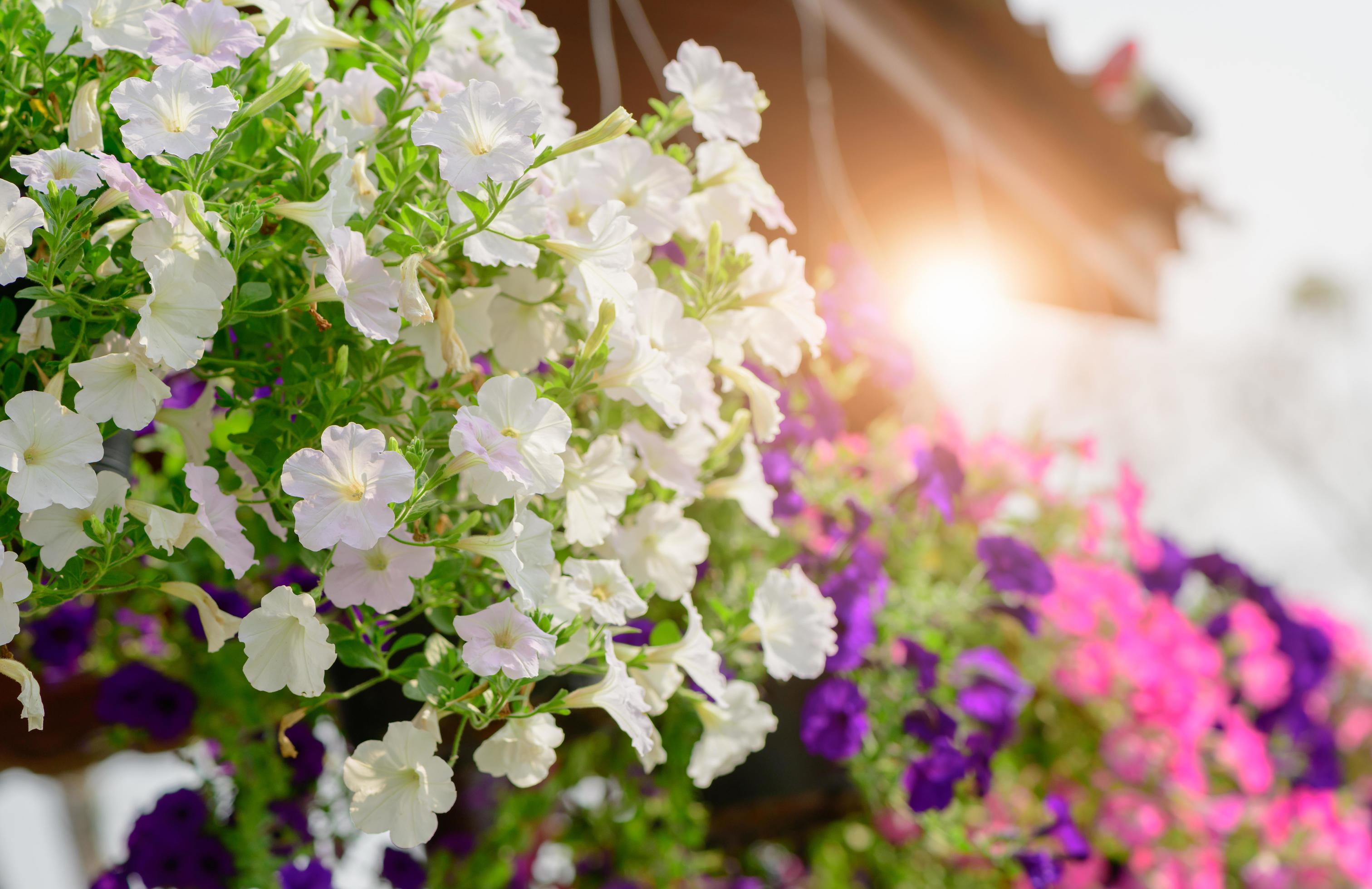 Hanging white Petunia flower Pot Containing Stock Free