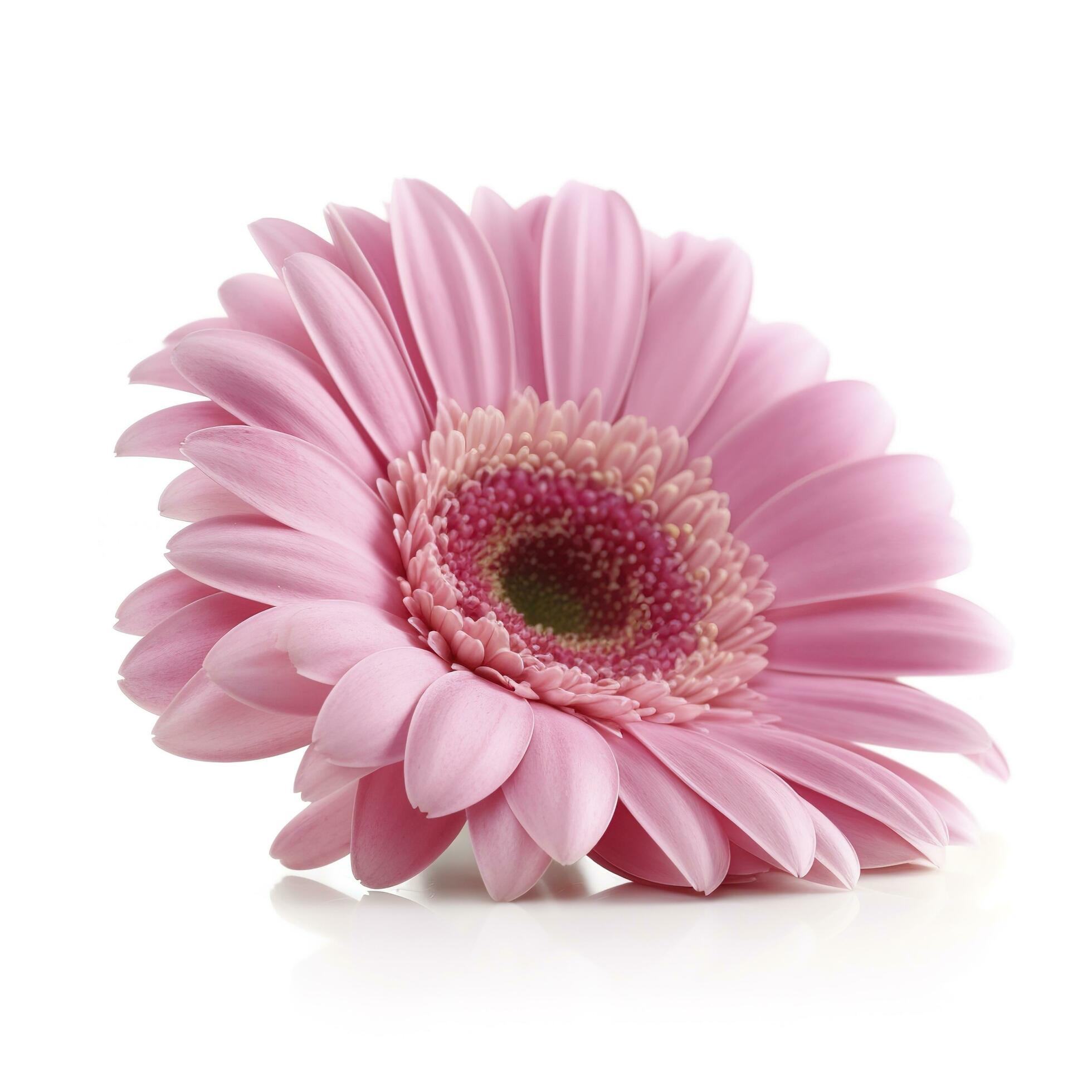 Pink gerbera flower isolated on white background, generate ai Stock Free