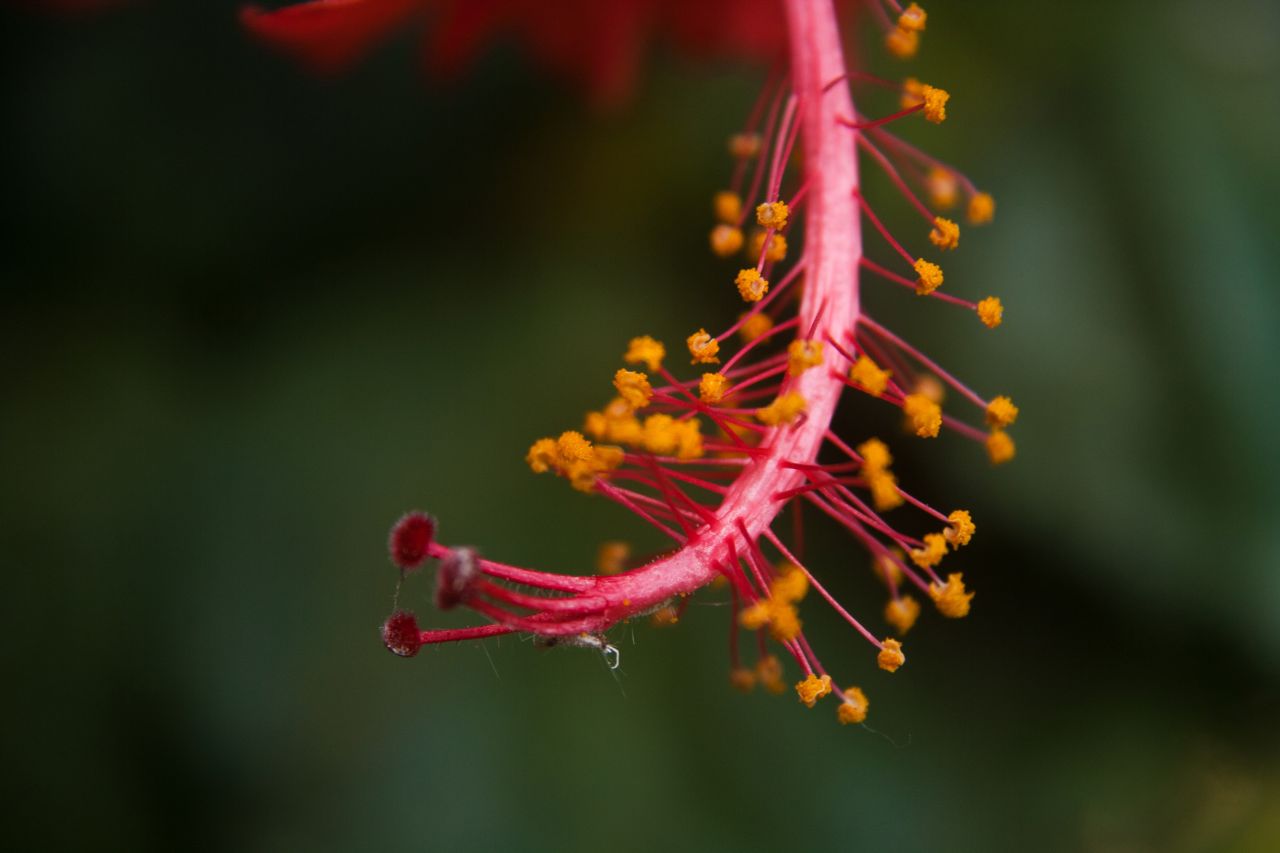 Hibiscus Flower Close Stock Free