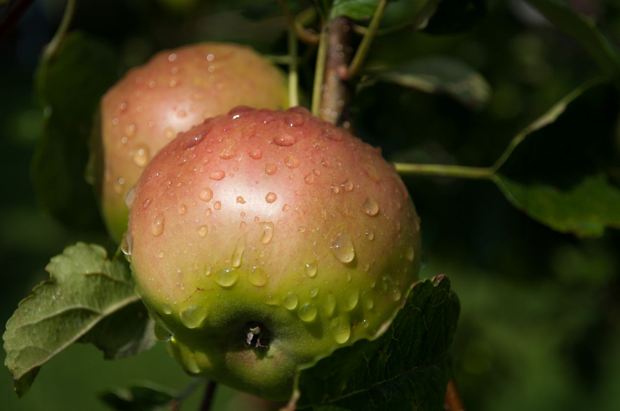 Wet apples Stock Free