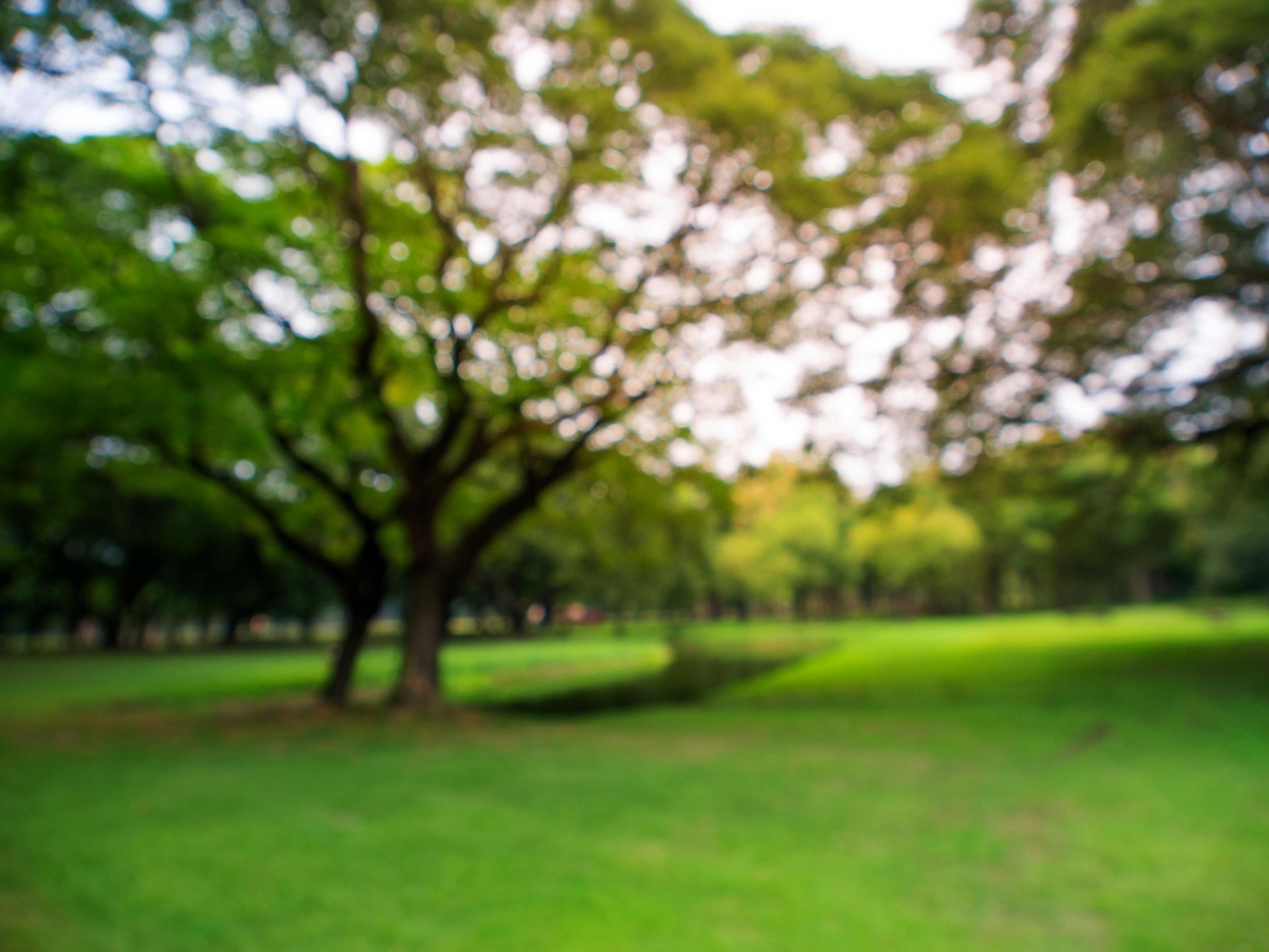 Blurred image natural green park background wallpaper Stock Free