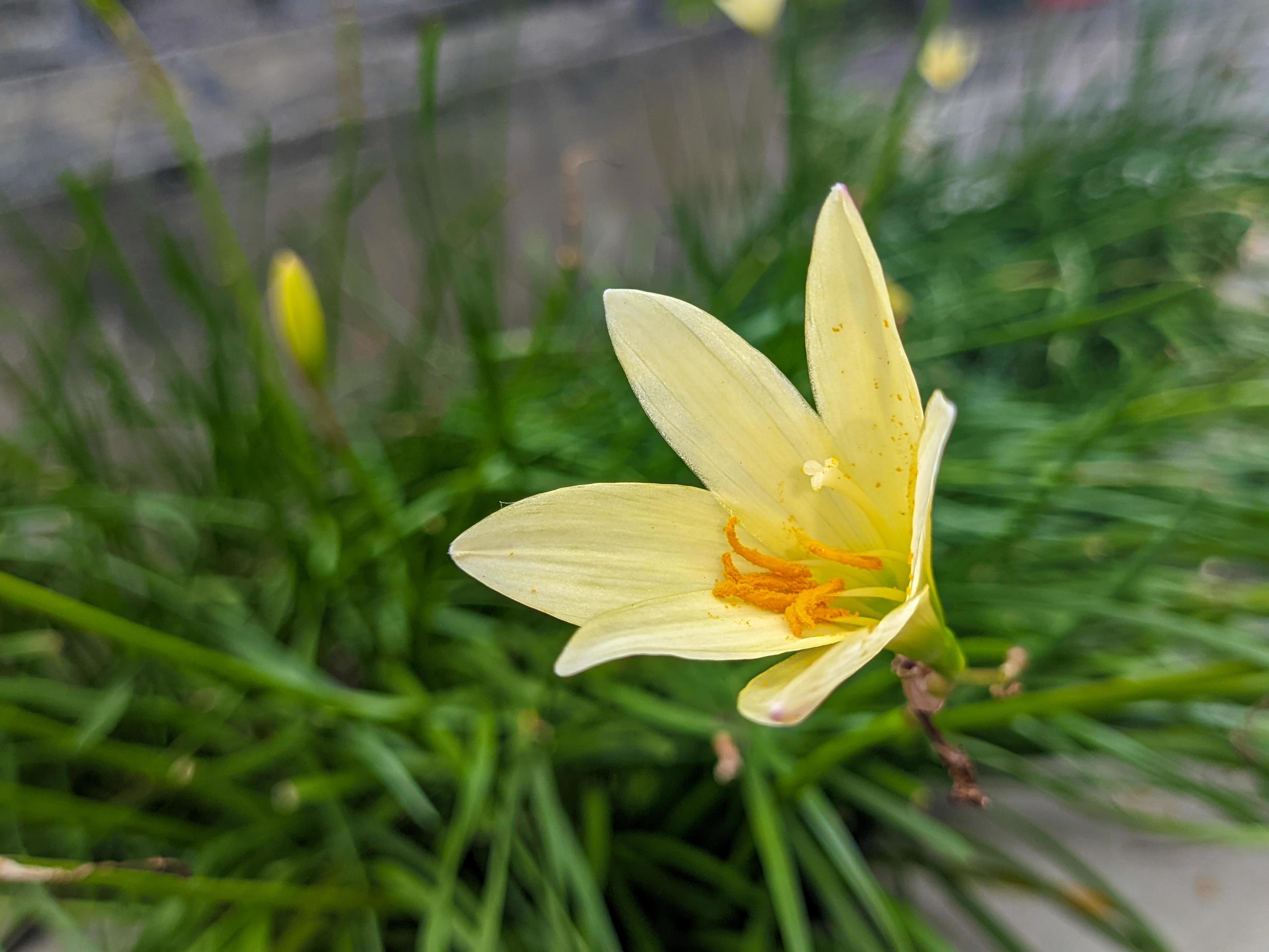 A close up of Zephyranthes candida flower Stock Free