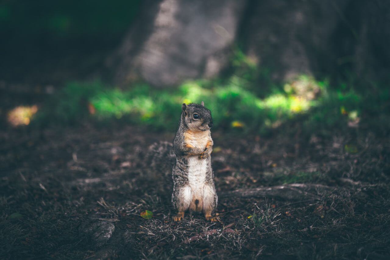 Brown White Squirrel Forest Stock Free