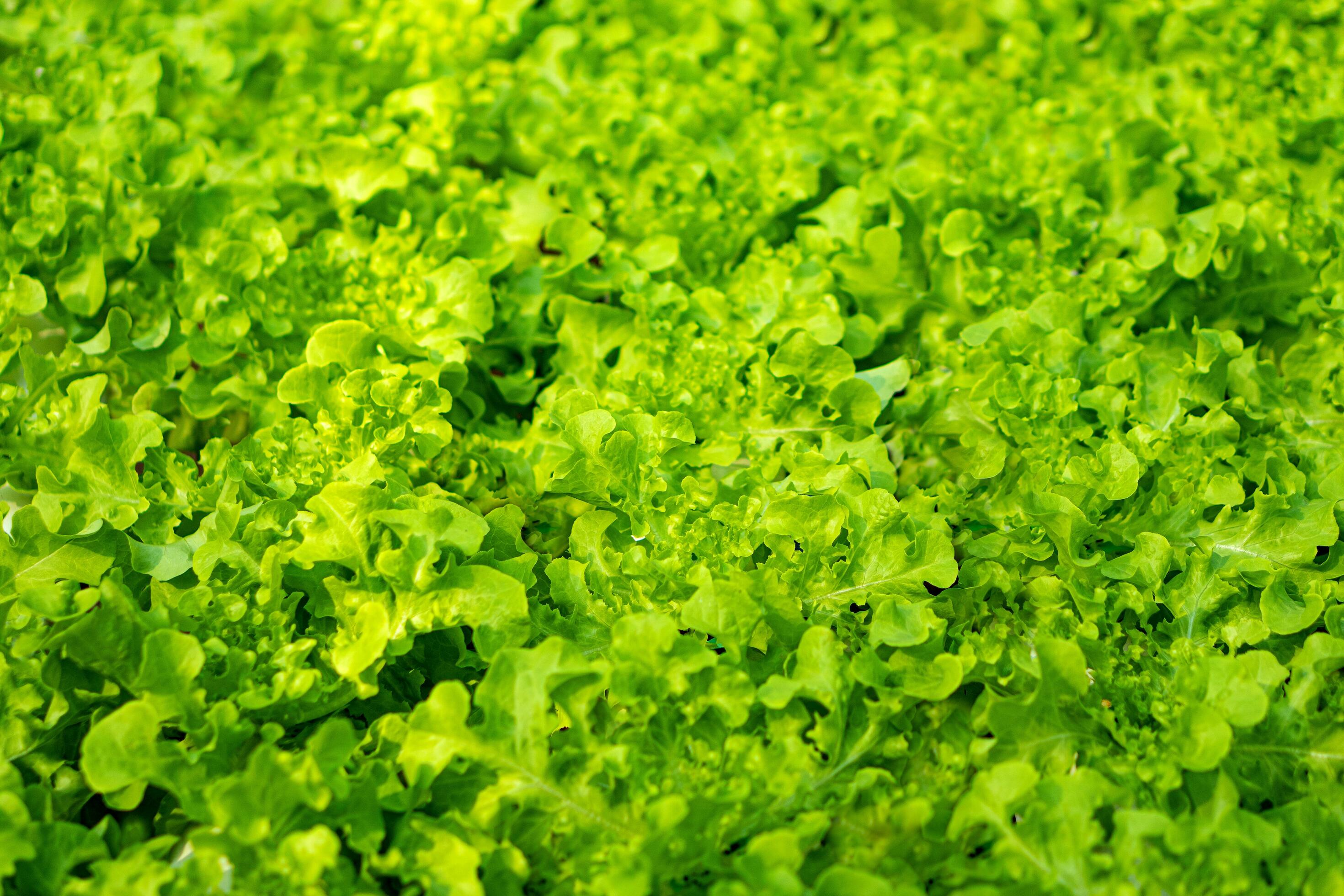 lettuce cultivated plant of the daisy family Stock Free