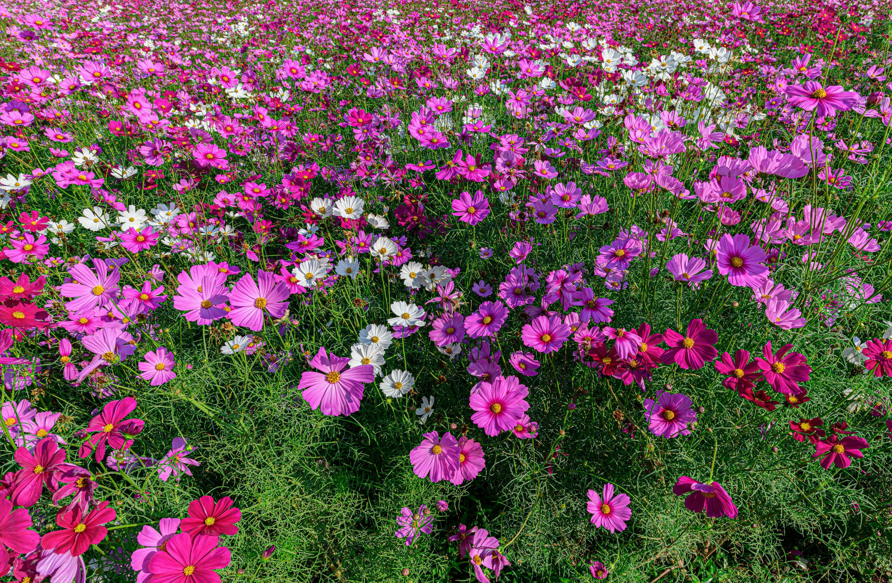 Beautiful cosmos flowers blooming in cosmos field Stock Free