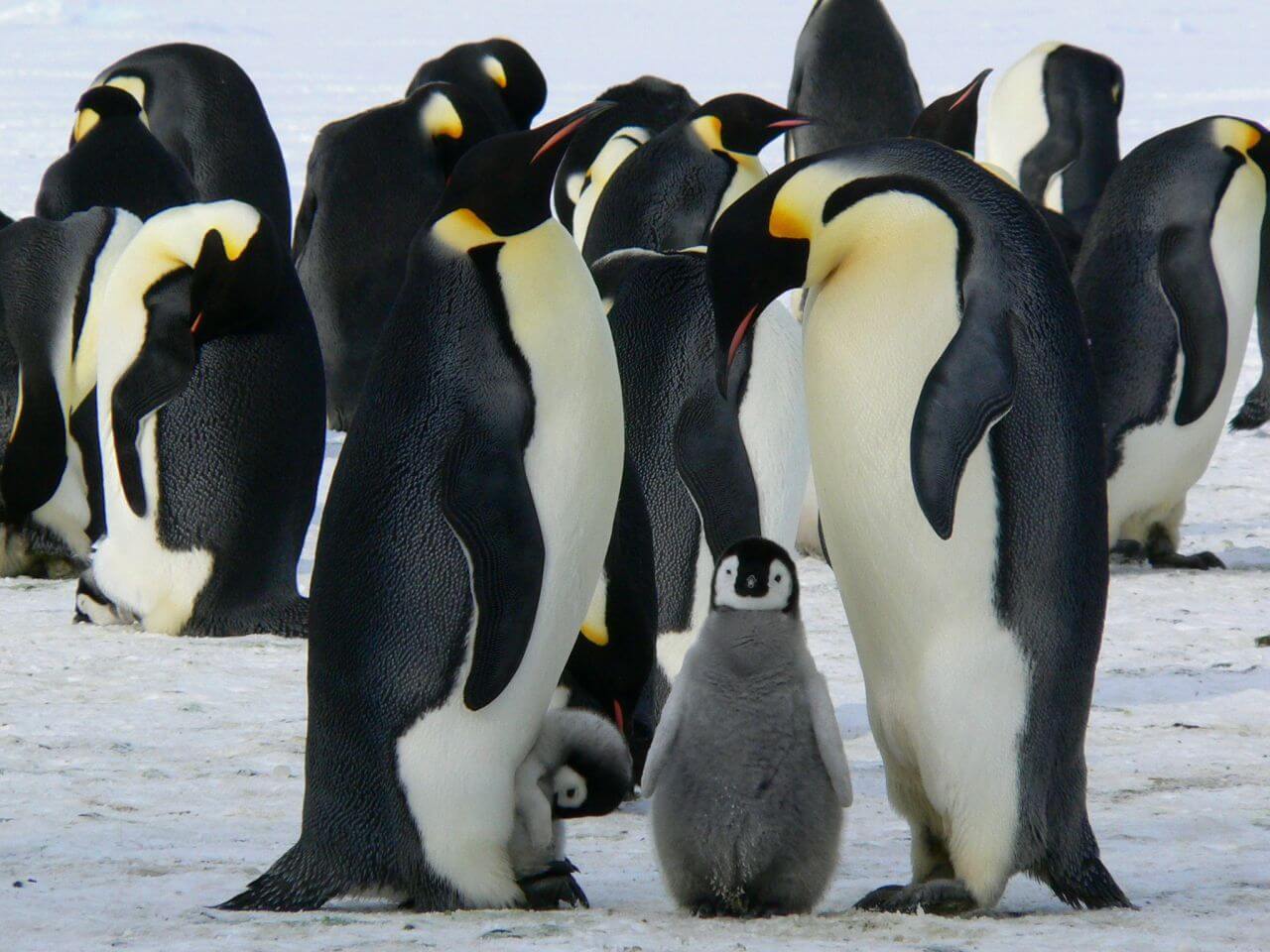 Family Penguins Ice Polar Stock Free