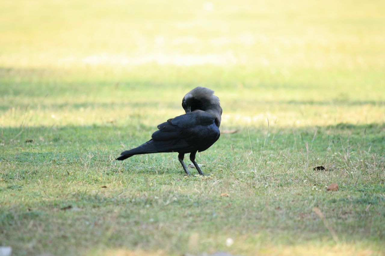 Crow Scratching Stock Free